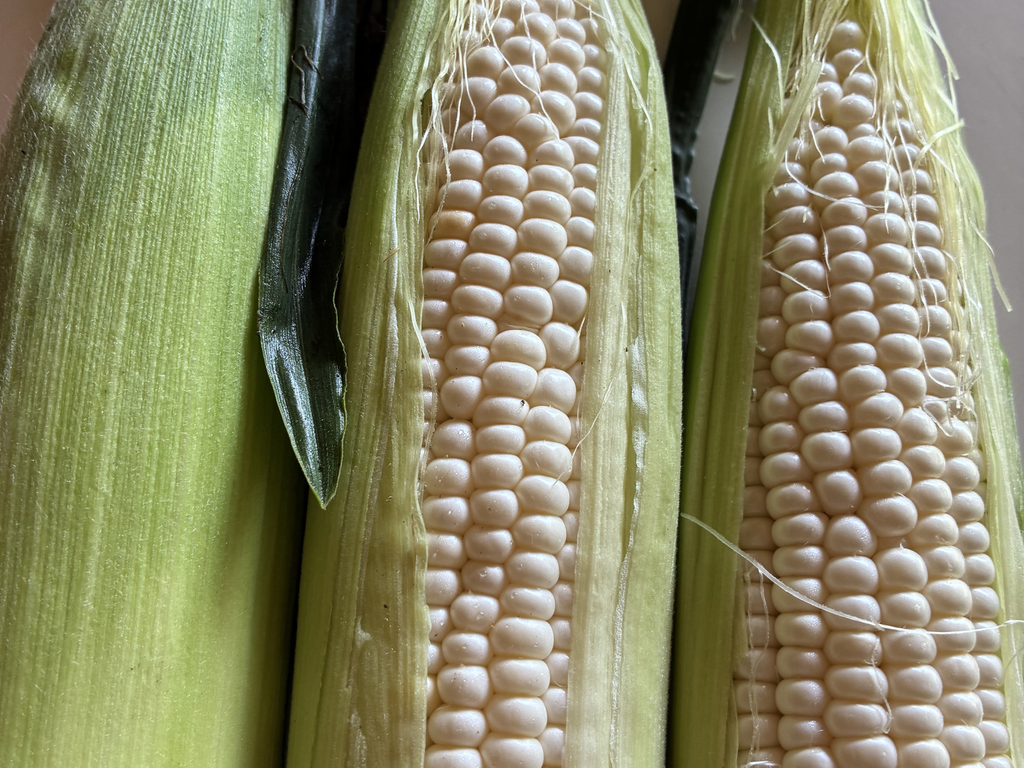 朝どれ】🌽栽培期間中農薬・化学肥料不使用白いとうもろこし『ピュア