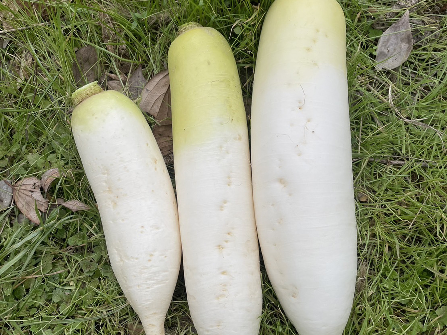 人気大割引 5e677f27bcaac49174241f36406e75 野菜