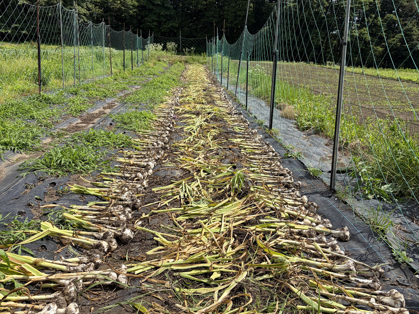 栽培期間中 節減対象農薬不使用】信州八ヶ岳産 ジャンボにんにく 1kg