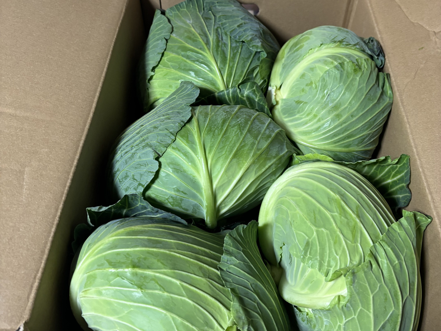 新春初売り ボリュームたっぷり大玉キャベツ！ 5～6玉入り 約10㎏：徳島 野菜