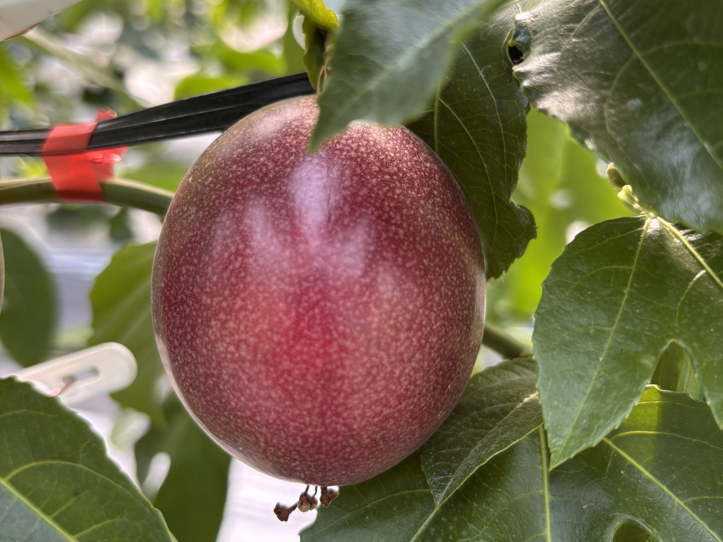 甘味と酸味のバランスが絶妙！パッションフルーツ1kg（11〜14個