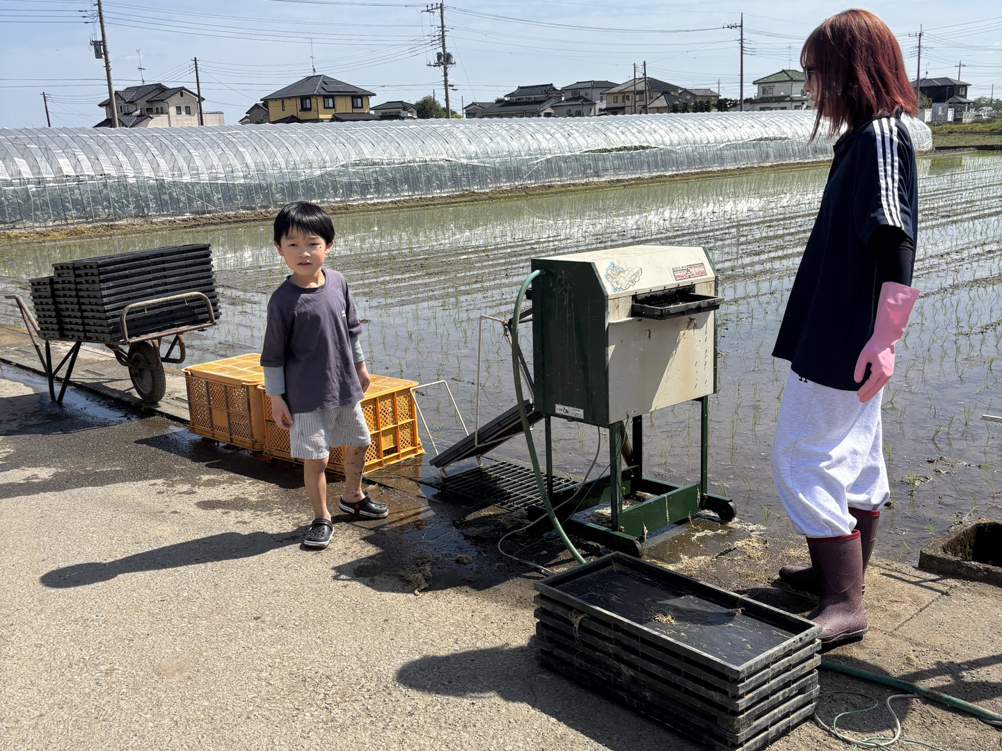 令和8年度新米 埼玉県産】🌾コシヒカリ精米10kg：埼玉県産のコシヒカリ