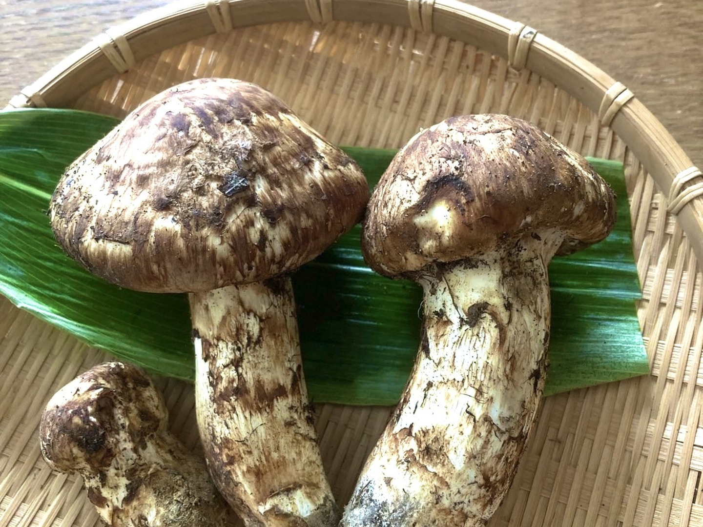 天然松茸：山形県産のマツタケ｜食べチョク｜産地直送(産直)お取り寄せ