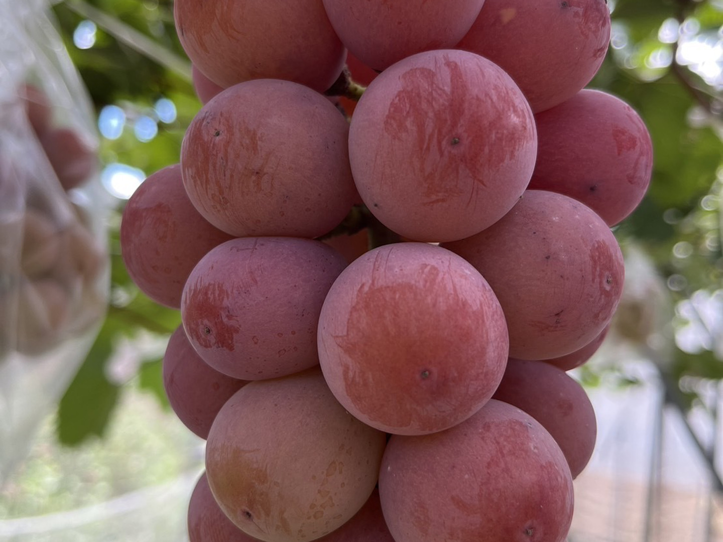 ぶどう 先行受付 ぶどう シャインマスカット 2026年産 約1.4kg 果物 ja