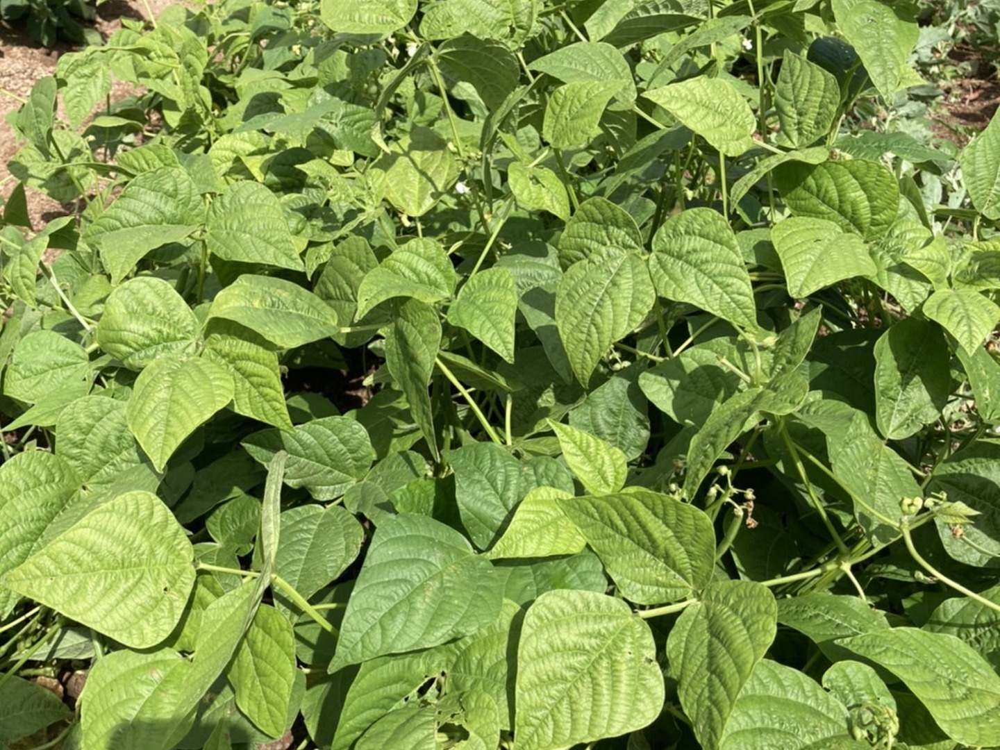 有機JAS認証取得】シャキポリ♪ さやいんげん0.5 kg🌱農薬・化学