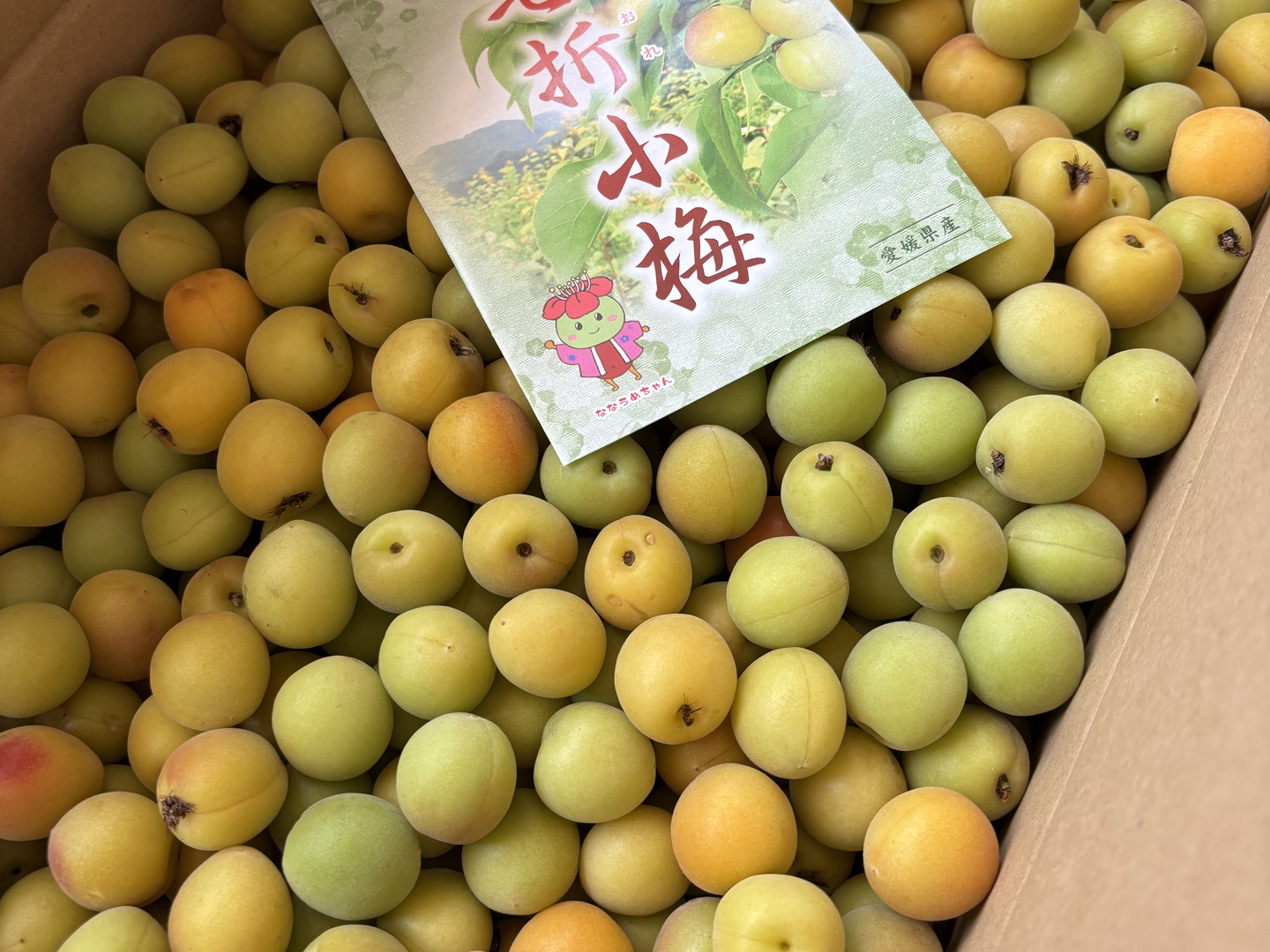 七折小梅L 七折産5kgクール便：愛媛県産の七折｜食べチョク｜産地直送