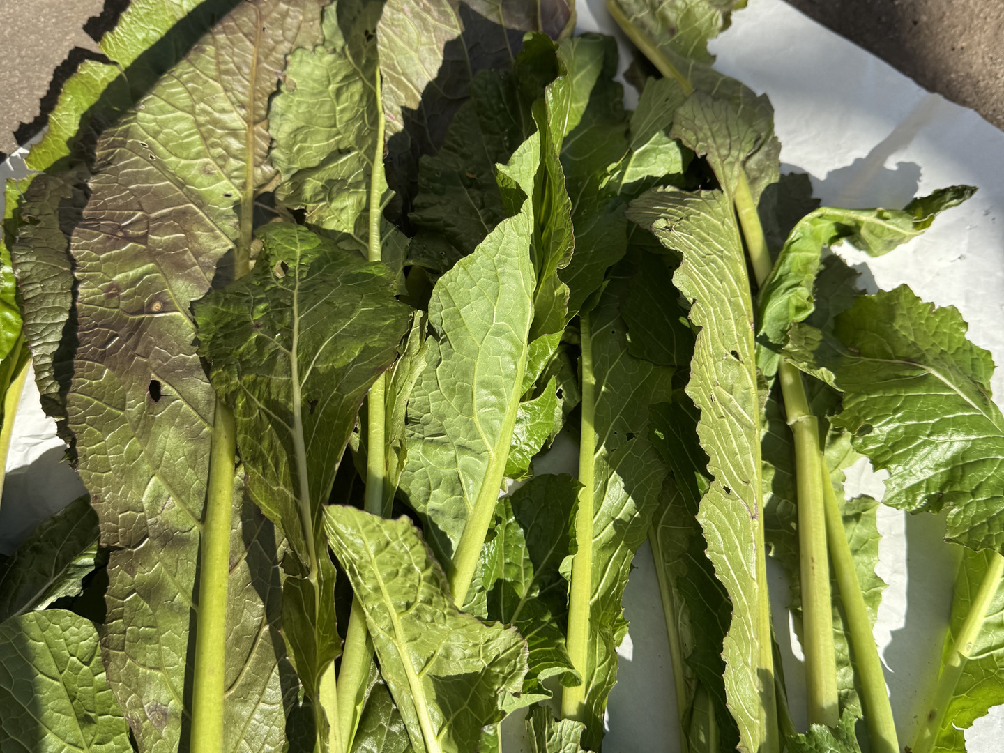 【お買い得！】 8f5fbae2e75a4957648f6281a5d8dd 野菜