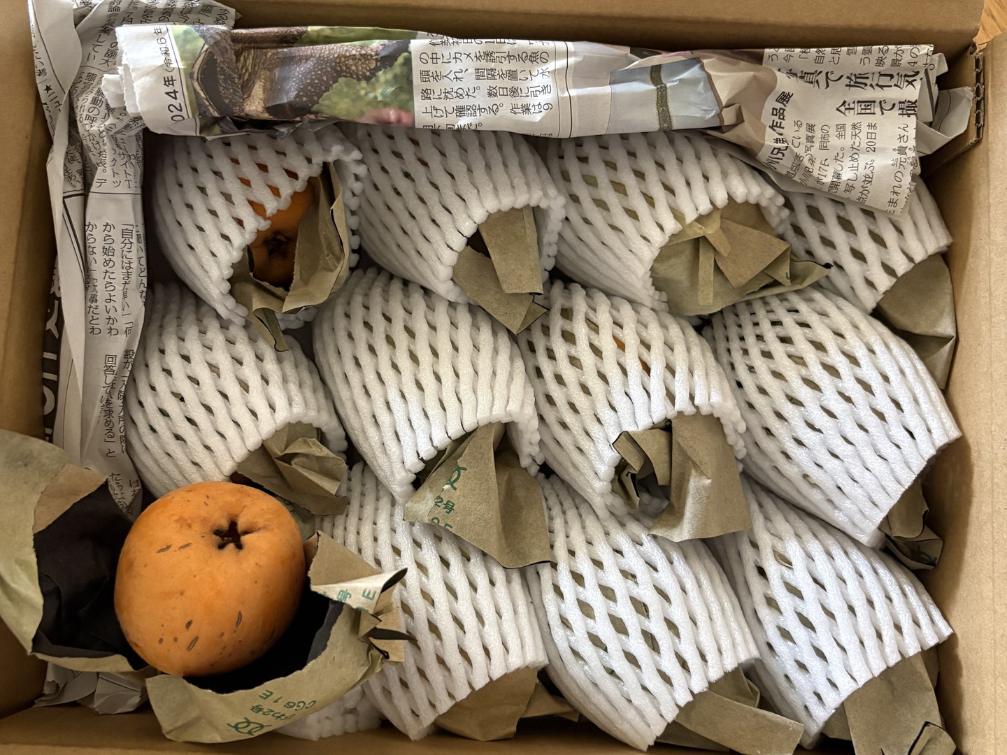 房州びわ1kg(露地栽培、農薬・化学肥料不使用)＊袋びわ：千葉県産の