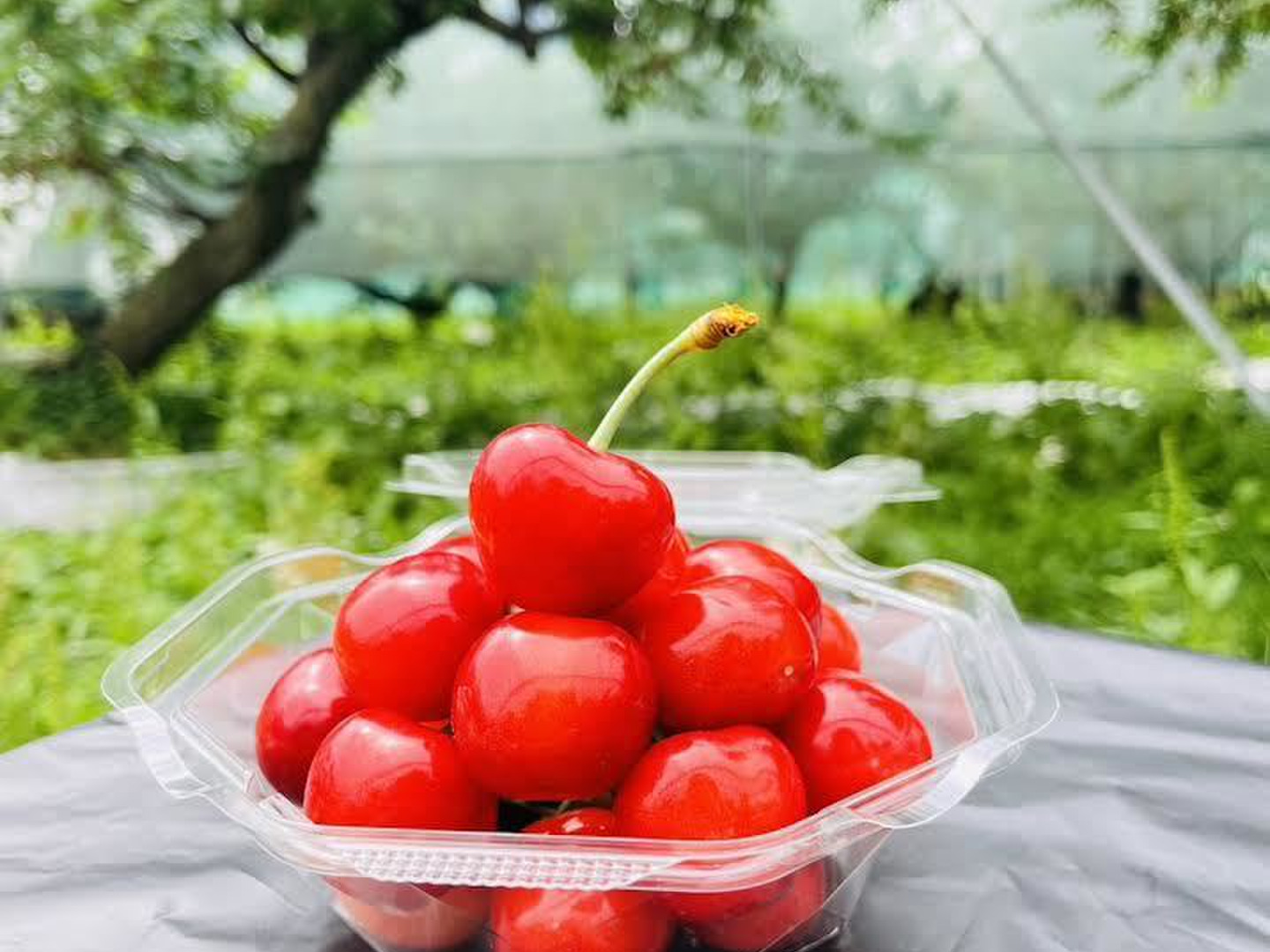 【福袋セール】 ☆最高級☆ 100g 希少品種 特秀品 3L以上 山形紅王登場！！！ 果物