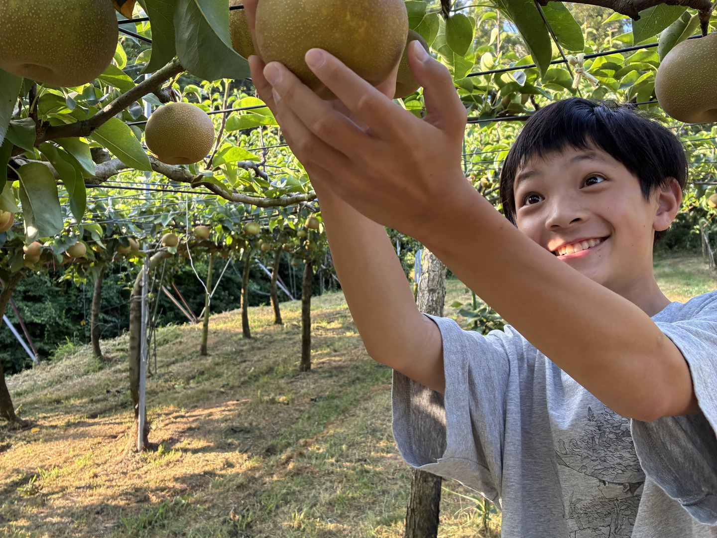 幸水長野県産　みなみ信州　幸水　当日収穫　当日発送！！　20kg 夏到来！ 梨で水分チャージ！ 幸水3キロ 6~9個入り大玉：長野県産の幸