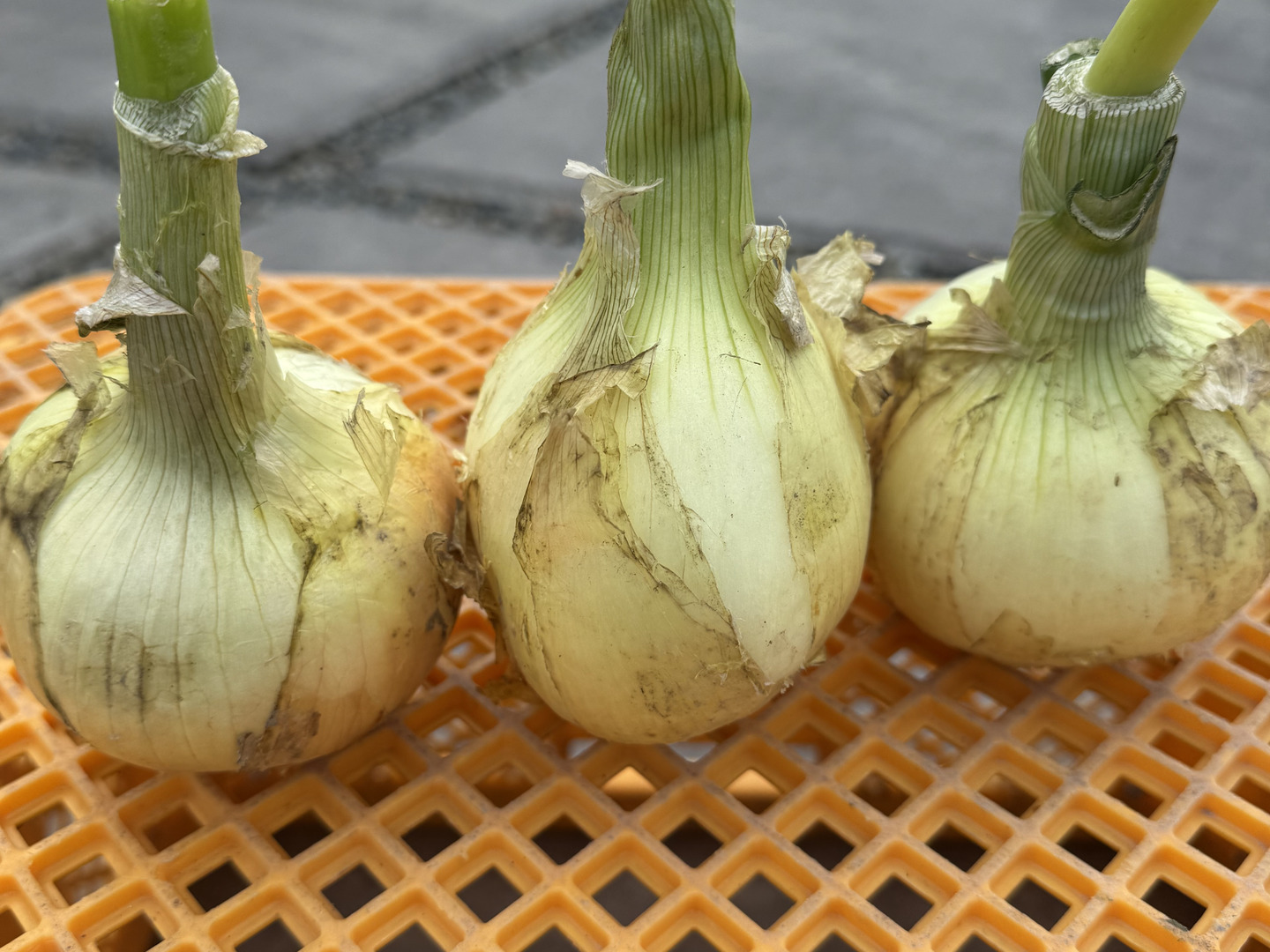 甘〜くて美味しい淡路島産完熟玉ねぎ 訳あり品20キロ｜Yahoo