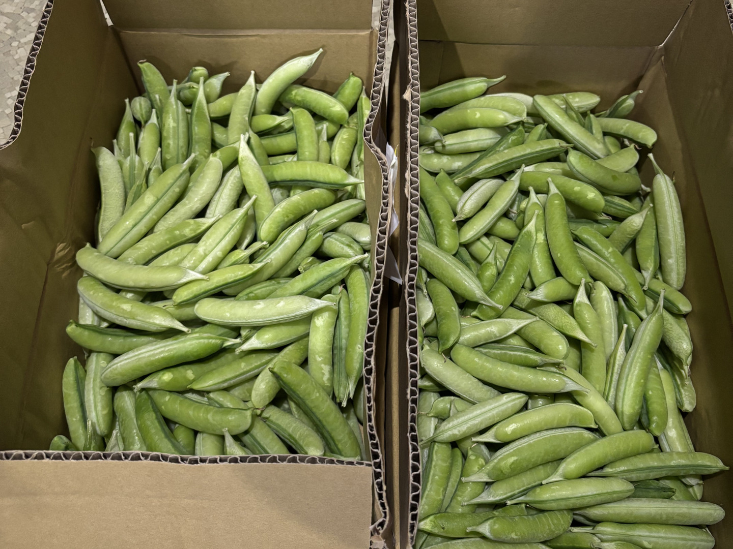 お気に入りの 関西の春を告げる味わい うすいえんどう 4kg：和歌山県産の 野菜