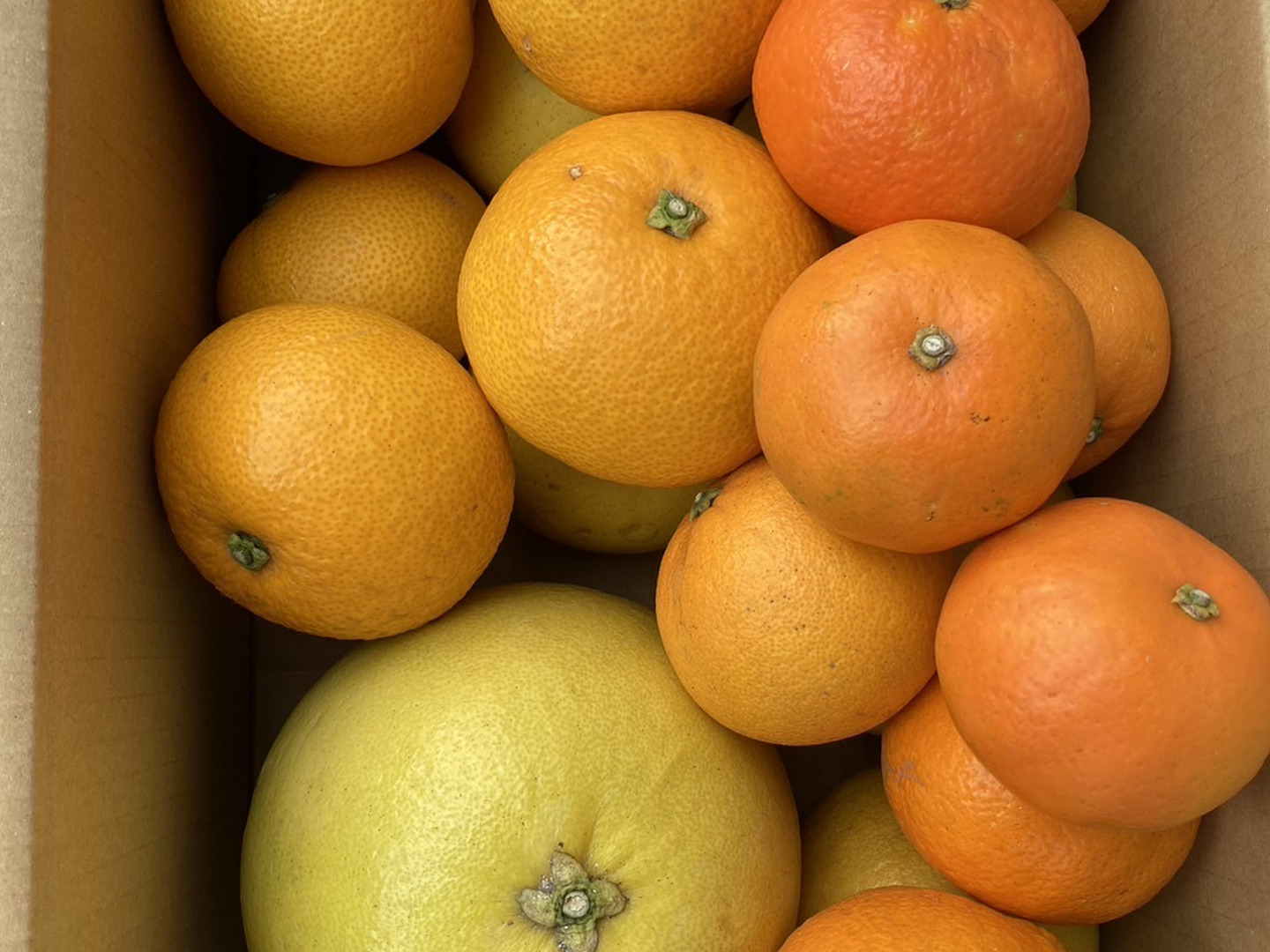 【セール】 福袋 の通販 柑橘食べ比べ5kg】晩白柚・はっさく・ネーブル・チャンドラ 果物