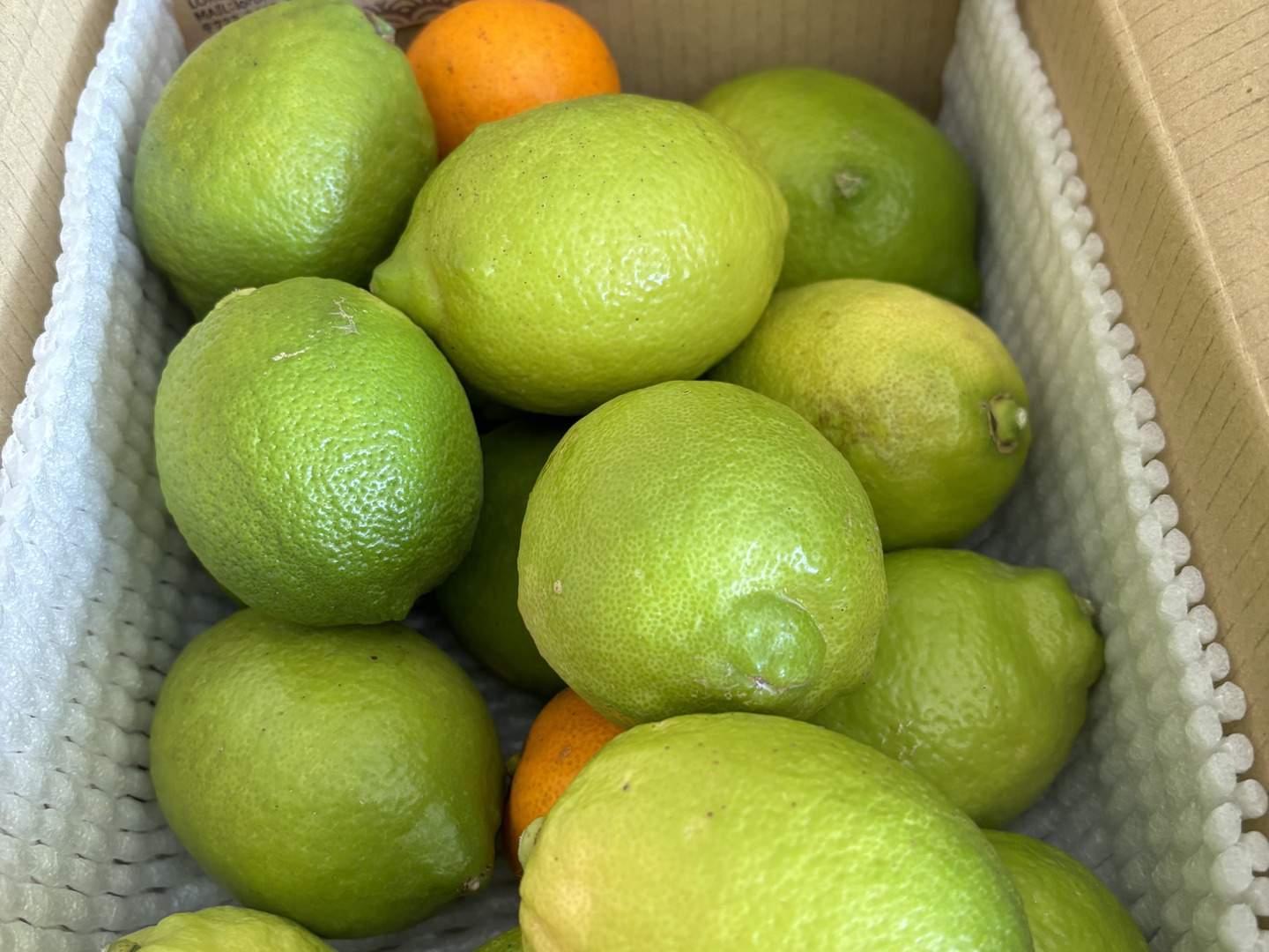 入荷中 綺麗な新鮮もぎたて瀬戸田レモン （【2kg】日本一の国産レモンの 果物