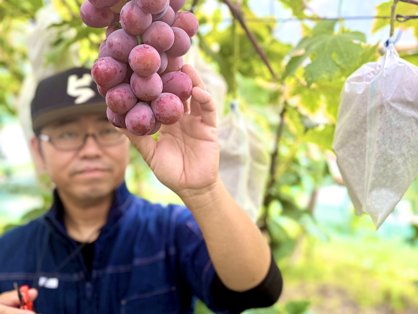 【⭐︎農家直送】岡山県産ニューピオーネ　粒　5キロ 🍇 【粒売り4パックで1.5kg】大粒で ジューシー種なしピオーネ！岡山県