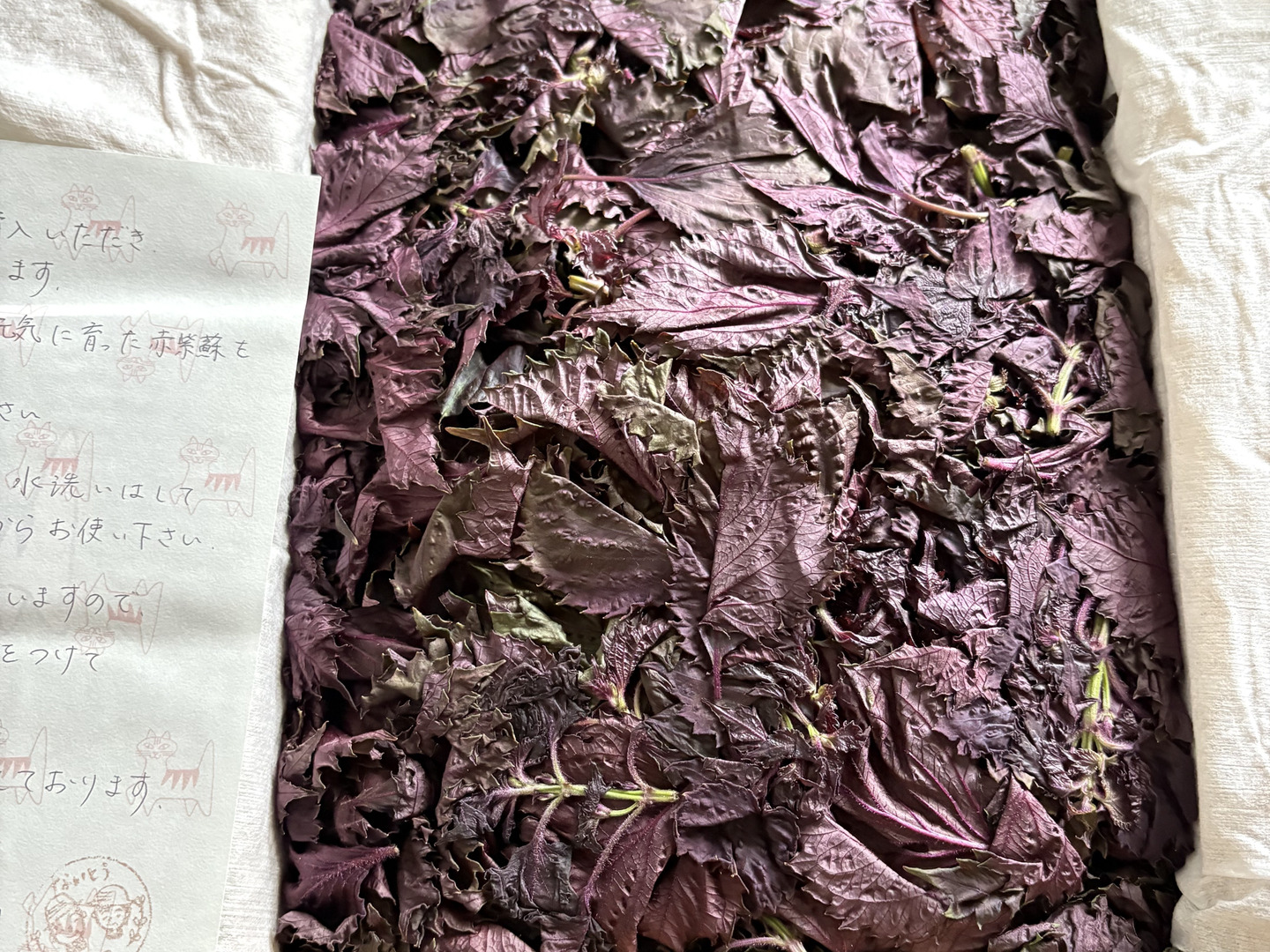 ★Pun-Tarou★ 赤紫蘇　枝なし　2kg ☆Pun-Tarou様専用☆ 赤紫蘇 枝なし 2kg - メルカリ