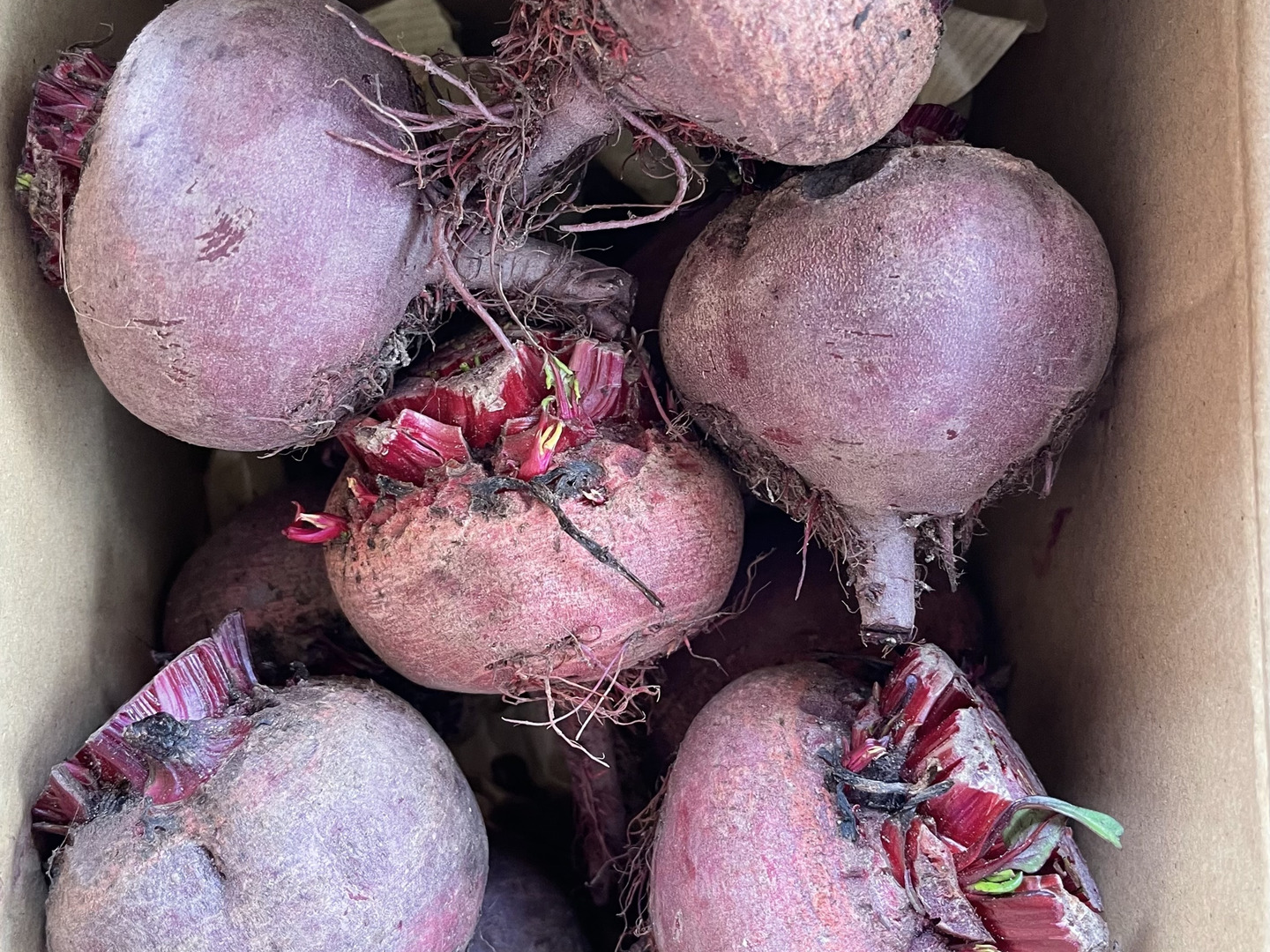 2kg】畑のルビー‼️食べる輸血と話題の赤穂ビーツ：兵庫県産のその他