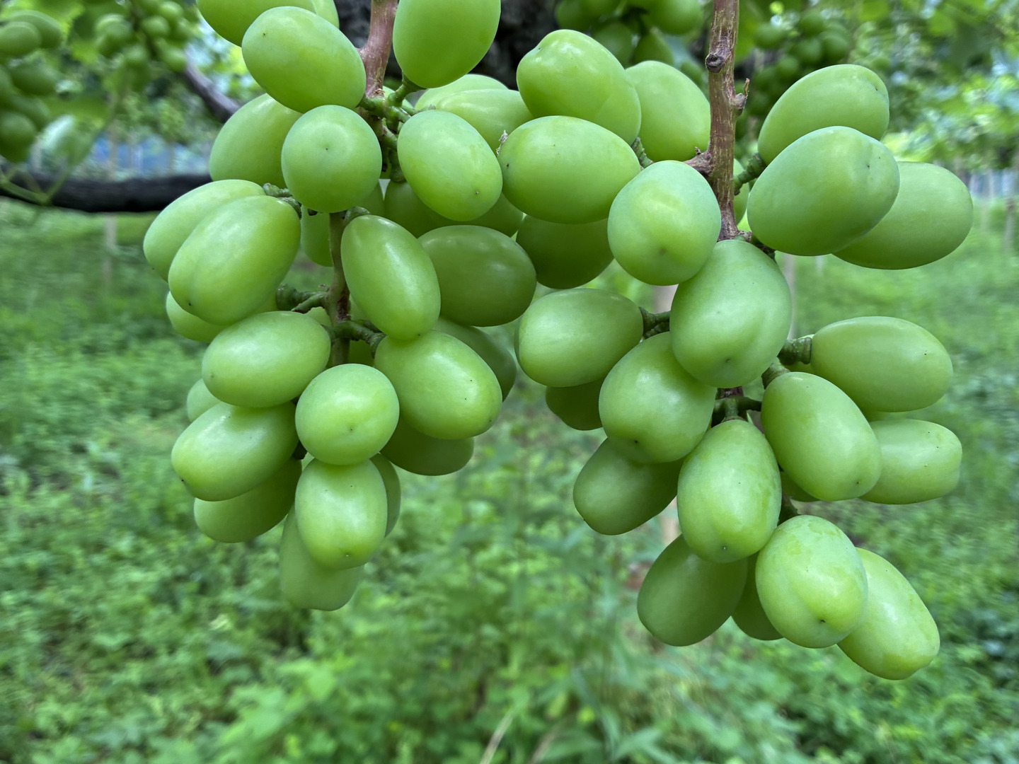 岡山県産✨シャインマスカット🍇訳ありたっぷり2kg🎶（房数未定