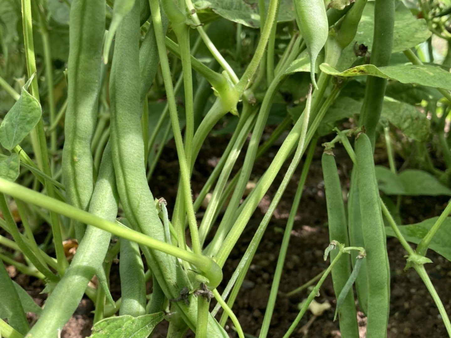 有機JAS認証取得】シャキポリ♪ さやいんげん0.5 kg🌱農薬・化学