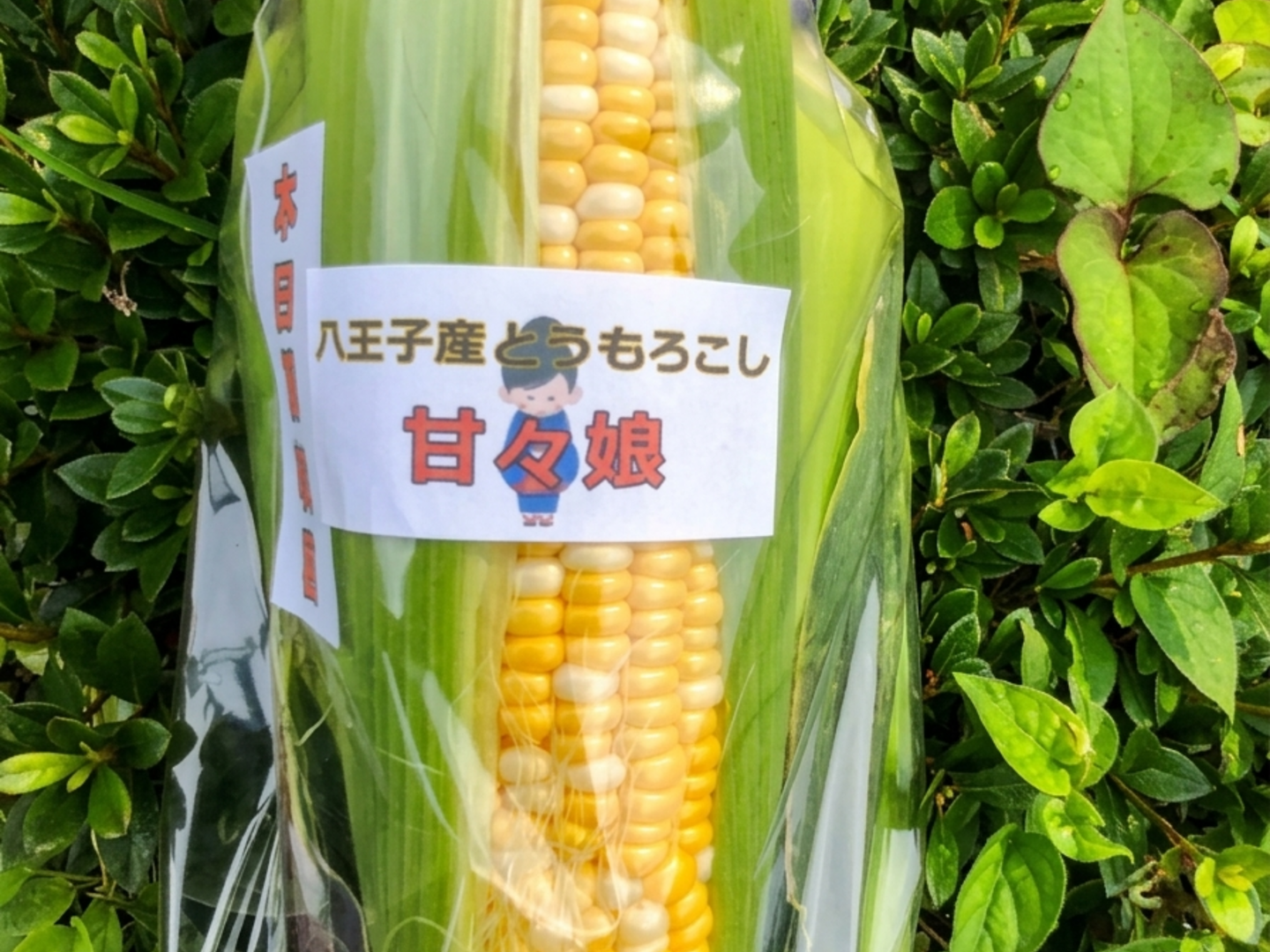 とうもろこし 10【朝どれ】収穫日発送 東京都八王子産 とうもろこしトウモロコシ