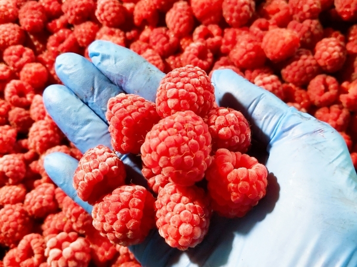 国産希少品種ラズベリー！北海道十勝産冷凍ラズベリー (1kg)：北海道産