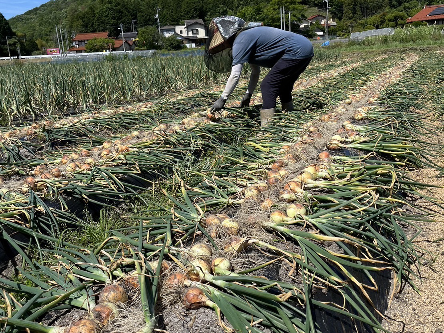 自然栽培　玉ねぎ　10Kg 固定種　農薬不使用　吊るし玉ねぎ　長期保管 950db0c05b698f0aa610e6e47a9560