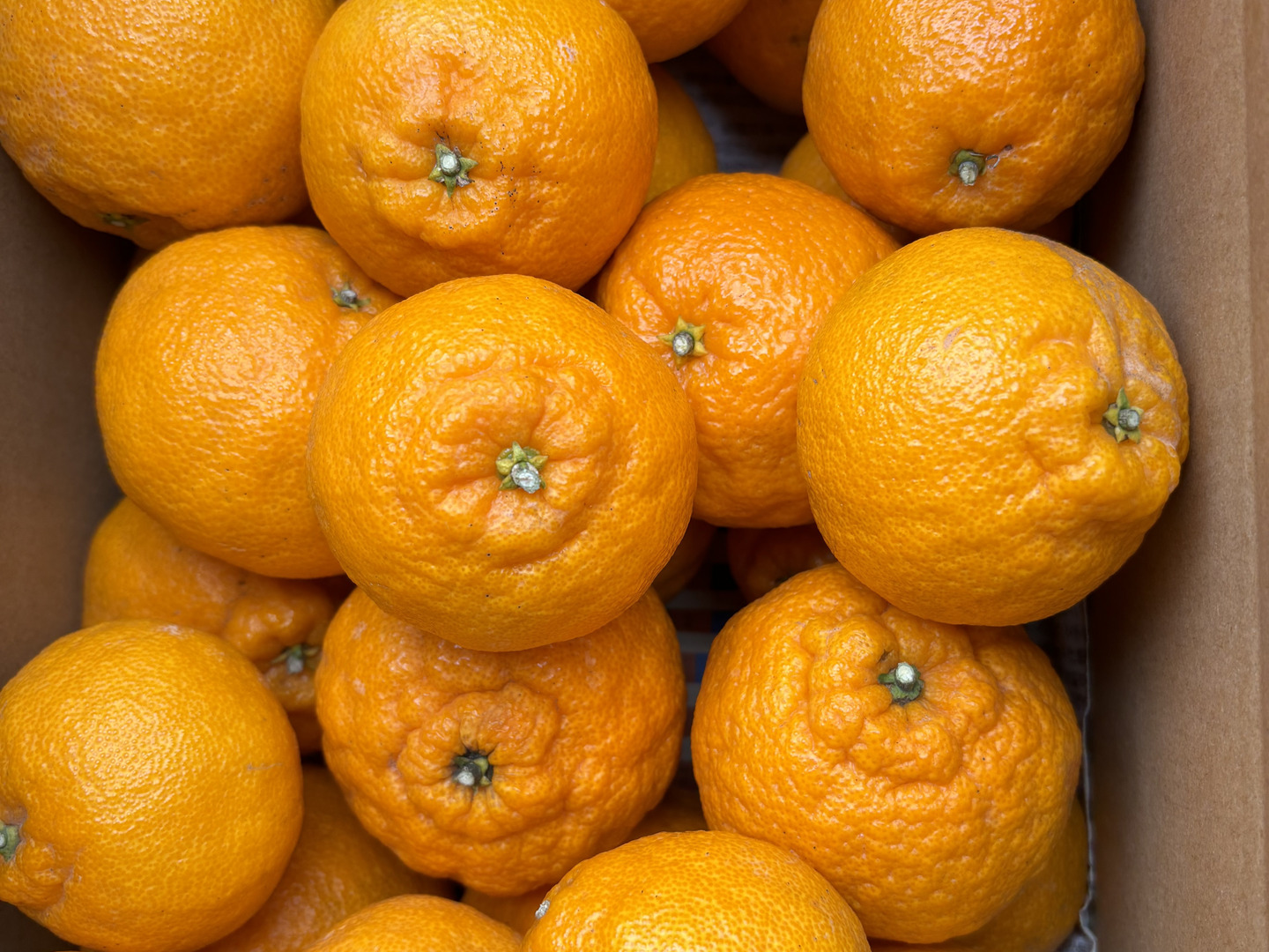 売れ筋がひ！ 味に自信あり】□5k箱□愛媛の不知火□家庭用□除草剤使用無 果物