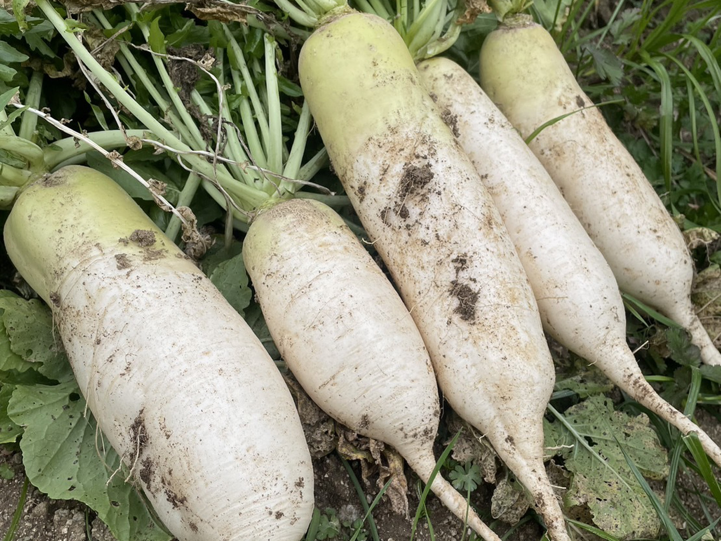【超安い】 d9438f5efa708e3ee5472712e55bb4 野菜