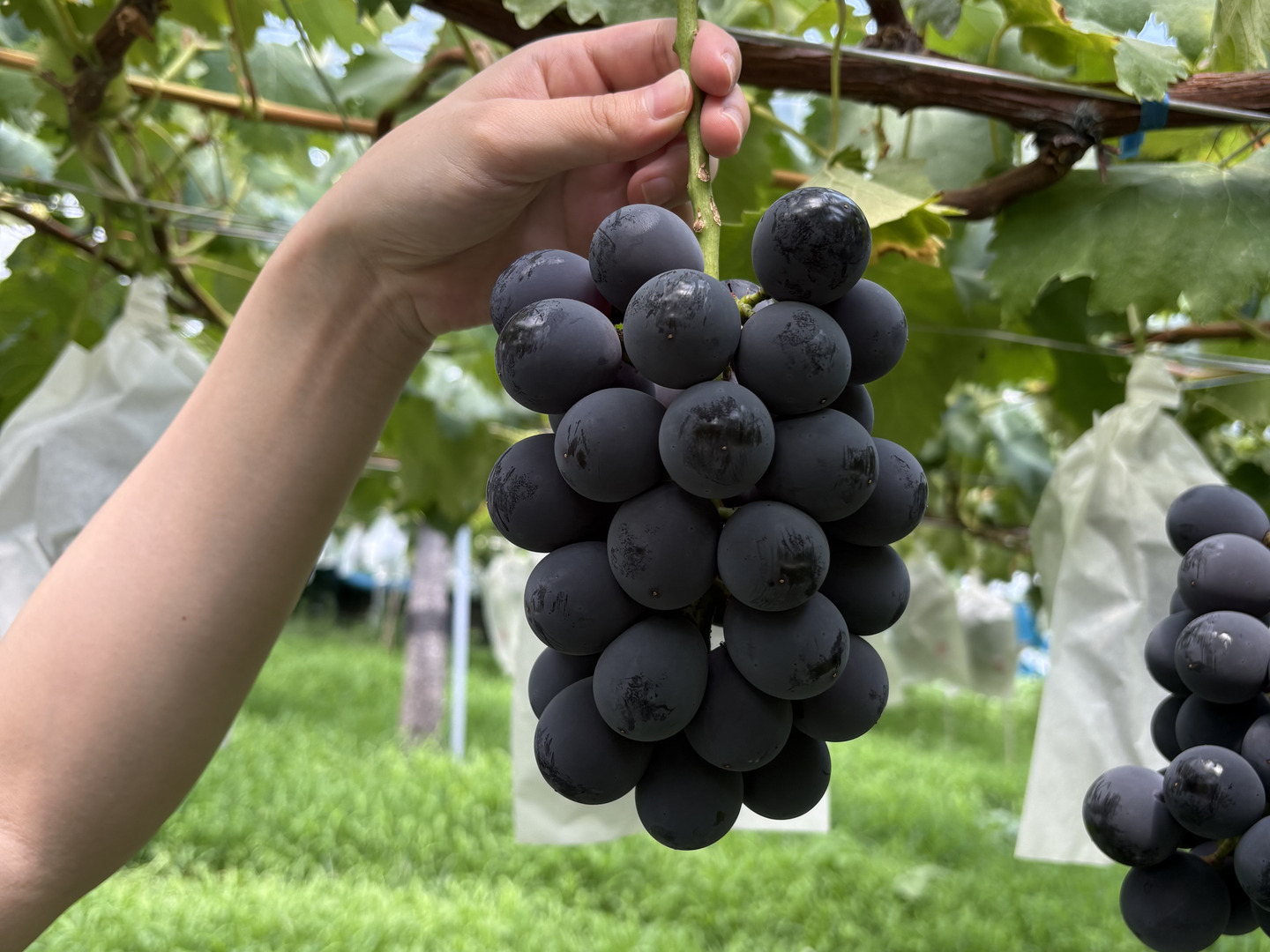 長野県巨峰5kgクール便 ☆クール便対応可【たっぷり！贈答用】大粒！種無し巨峰4kg 山梨