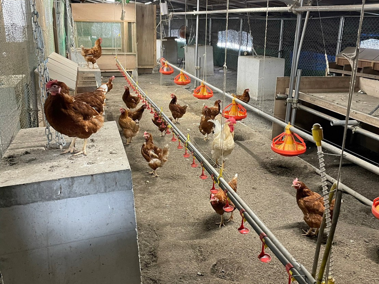200個入り　宮下養鶏の朝採れ平飼い卵 横須賀西海岸「絶品こだわりの平飼い卵」！｜湘南のライフ
