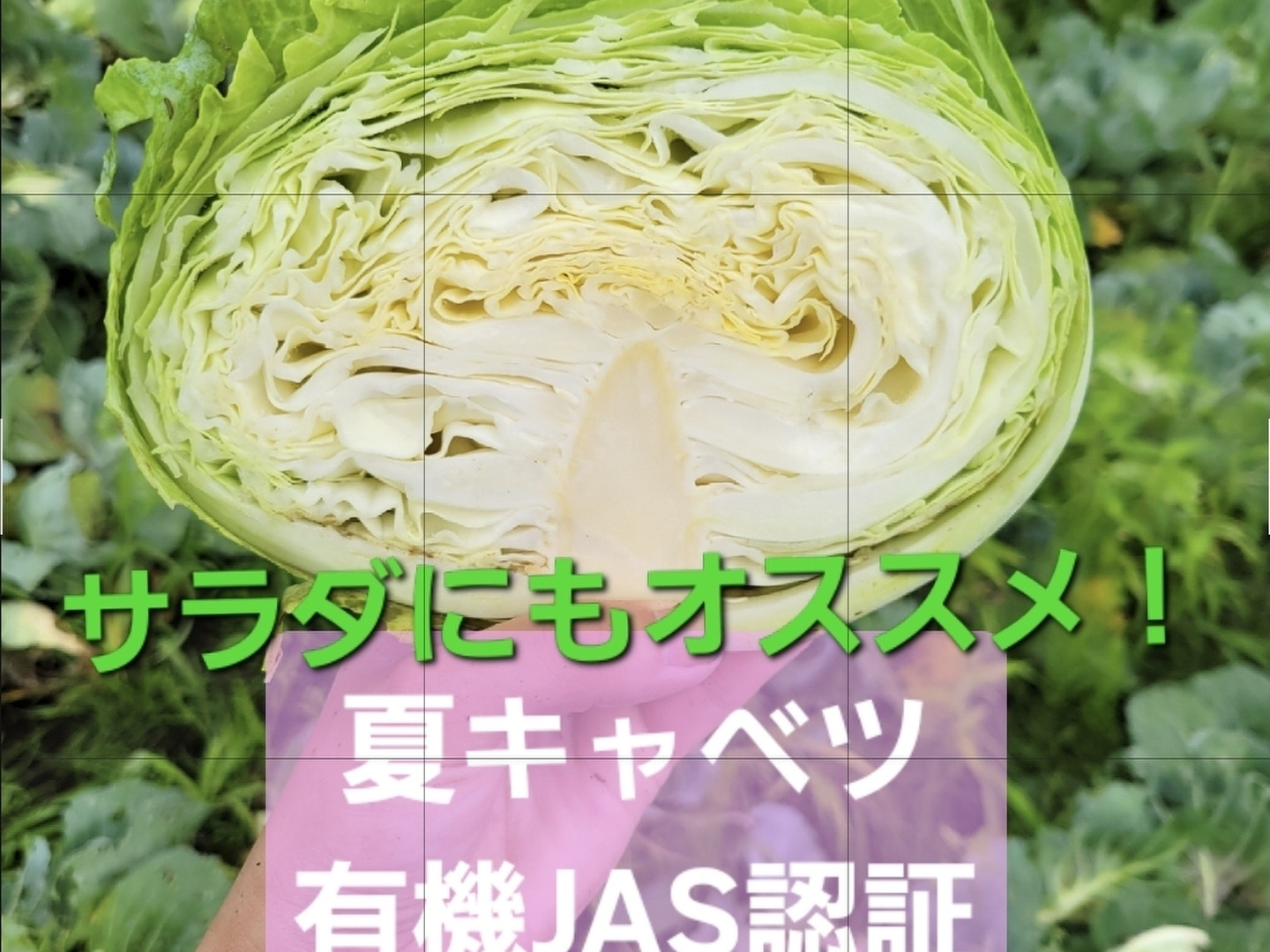 キャベツページ サラダにもオススメ！甘味柔らか！有機JASキャベツ3.5キロ前後：青森県