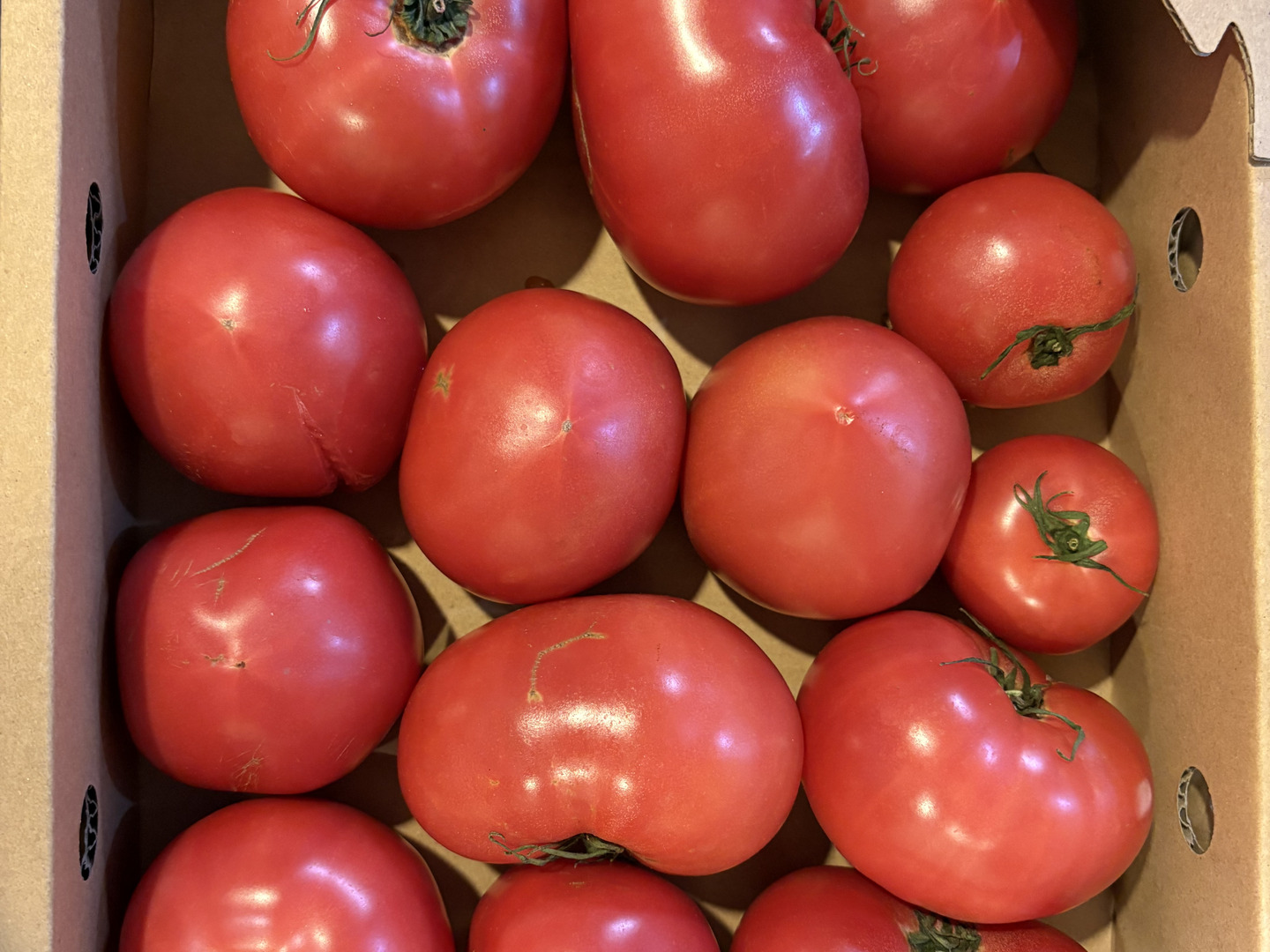 規格外トマト真っ青16Kg 訳有り品】キズあり不揃いトマト約1.8キロ：山梨県産の桃太郎