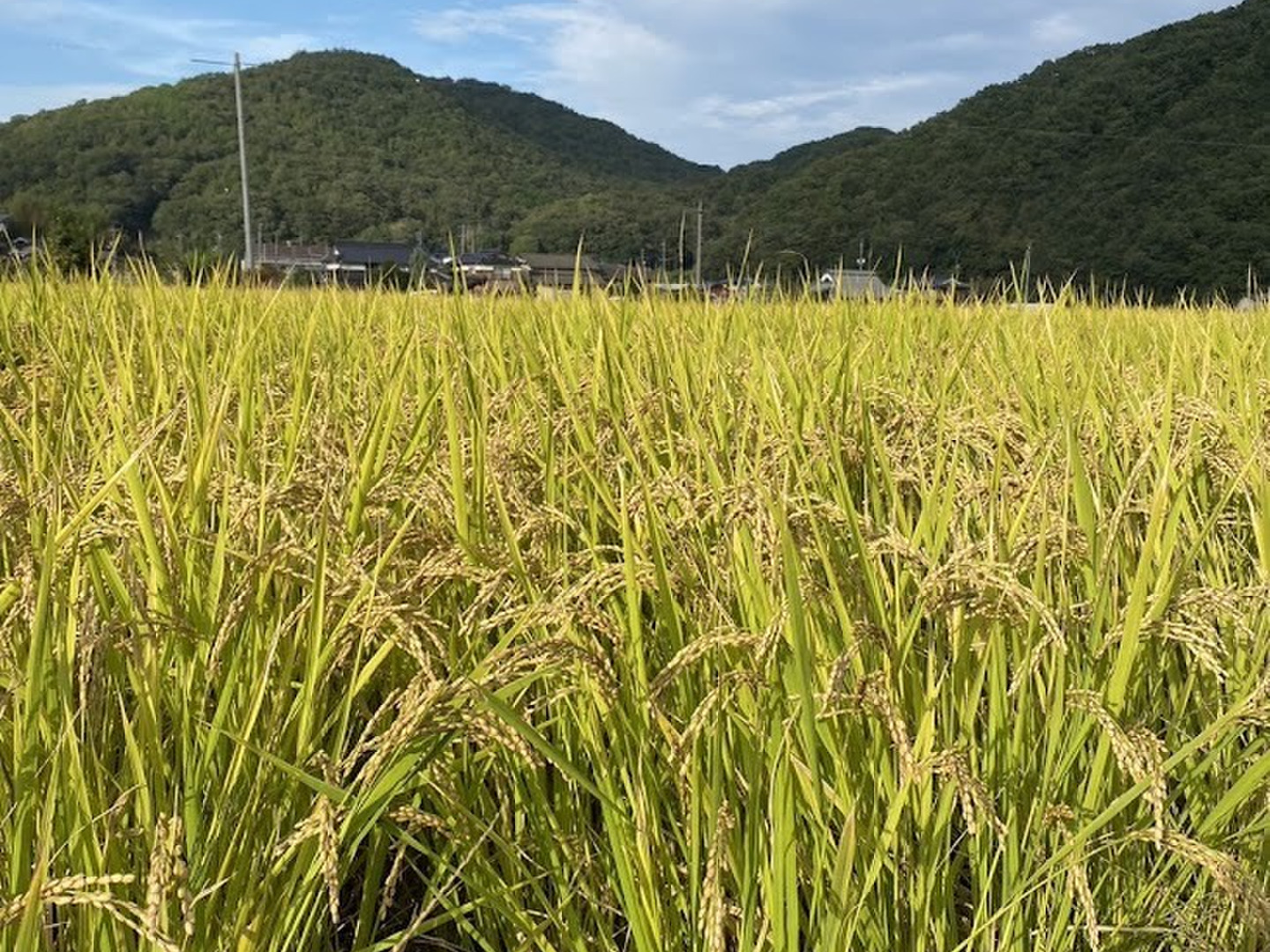 令和7年度 新米 岡山県産ヒノヒカリ玄米5㎏.10㎏：岡山県産のお