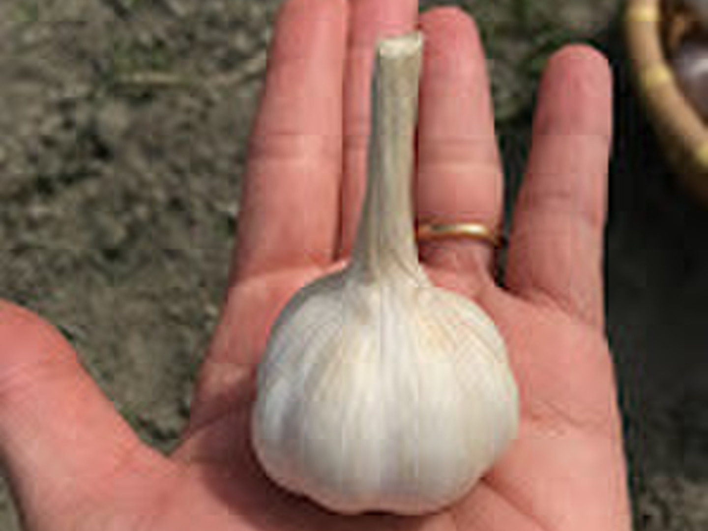 【返品交換不可】 自然栽培】旨味がギュッと詰まったにんにく3㎏！：徳島県産の 野菜