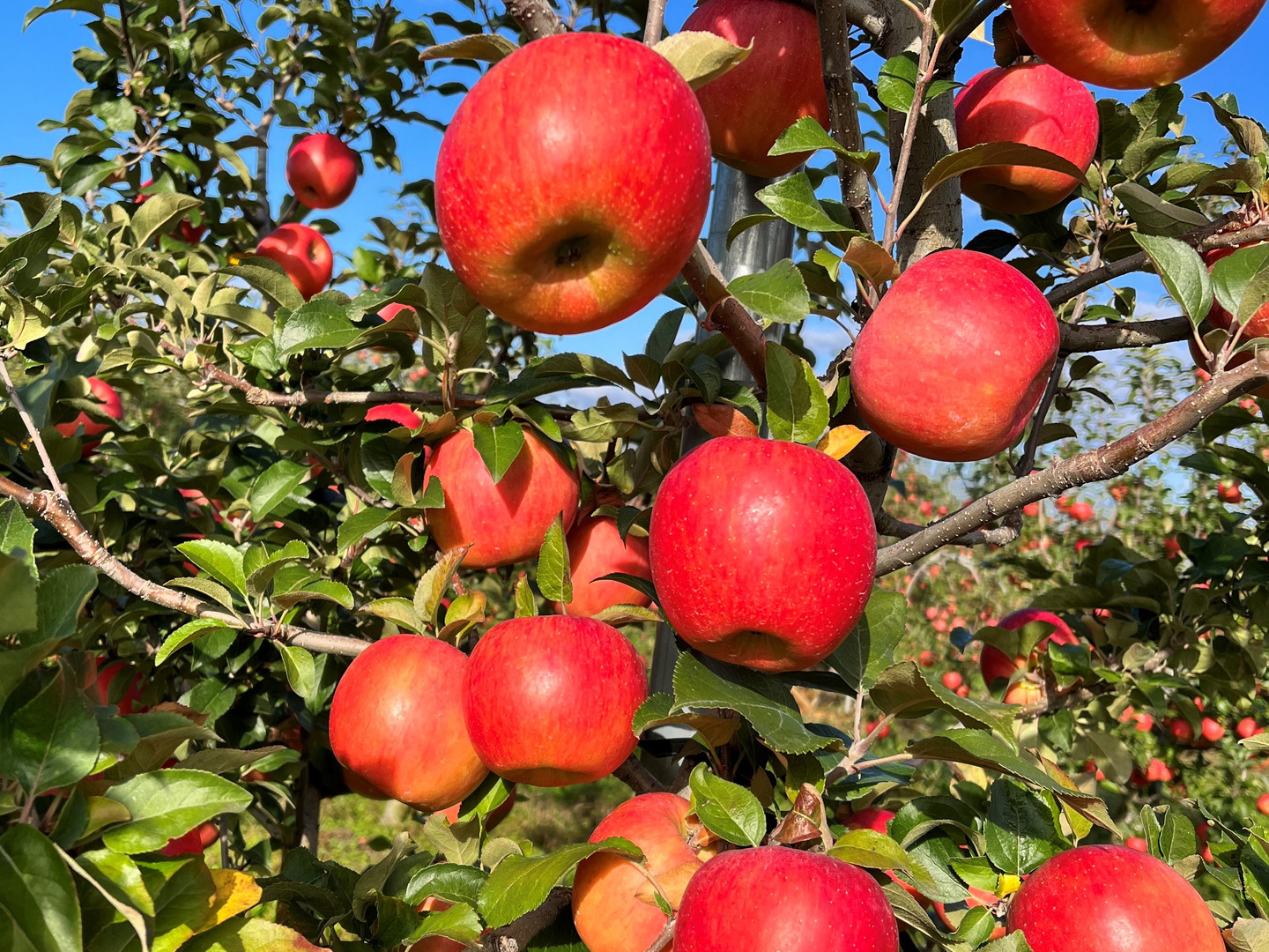 農家直送！青森県産⭐️高徳りんご 蜜りんご 数量限定‼️絶対にお