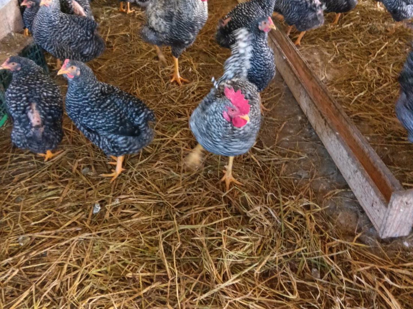 【代引き不可】 出荷日当日の朝採り新鮮お届け致します☆ 岡崎おう 平飼い濃厚卵 その他