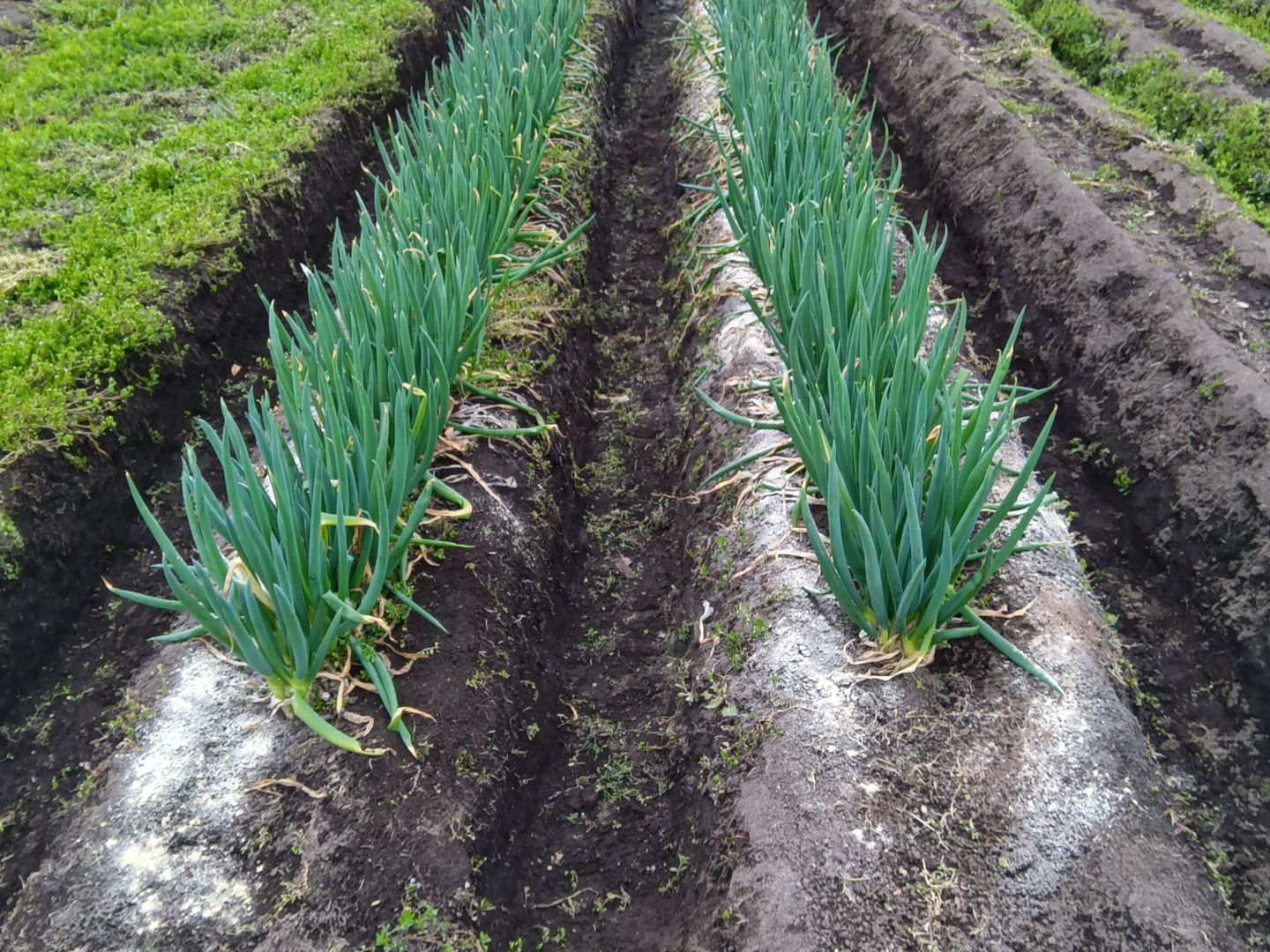 本場鳥取県名産 白ネギ3㌔：鳥取県産のねぎ｜食べチョク｜産地