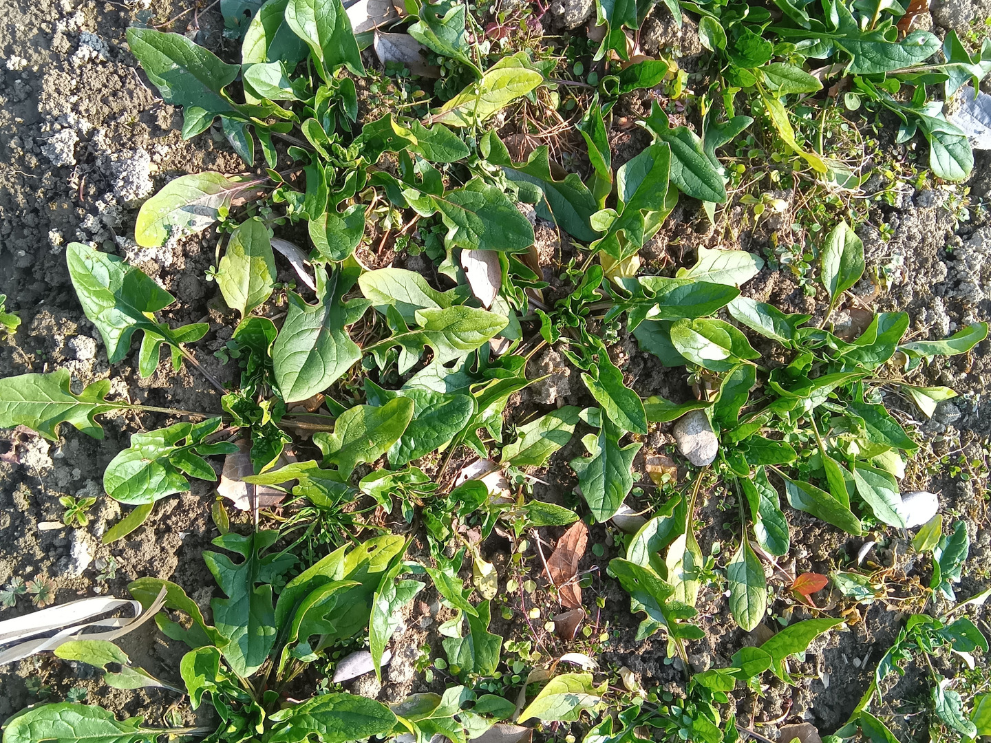 大人気アイテム 赤根ほうれん草 自家採種：和歌山県産の野菜｜食べ 自然栽培 野菜