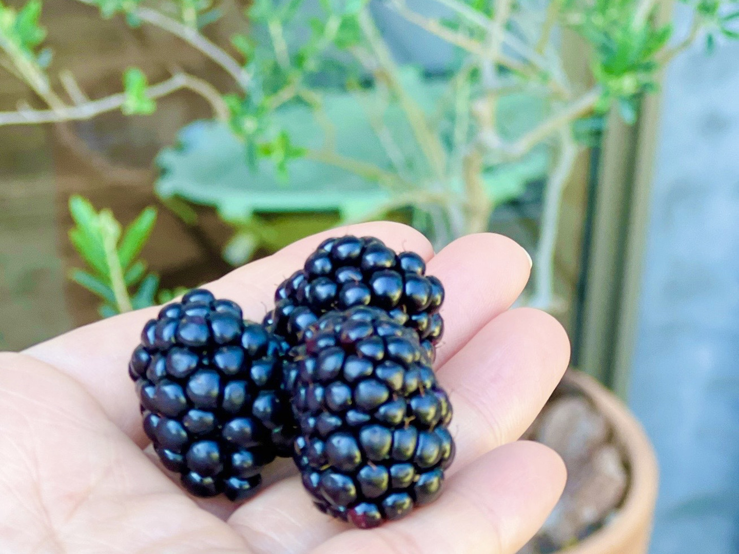 志保　冷凍ブラックベリー3,600g blackberry-2p.jpg