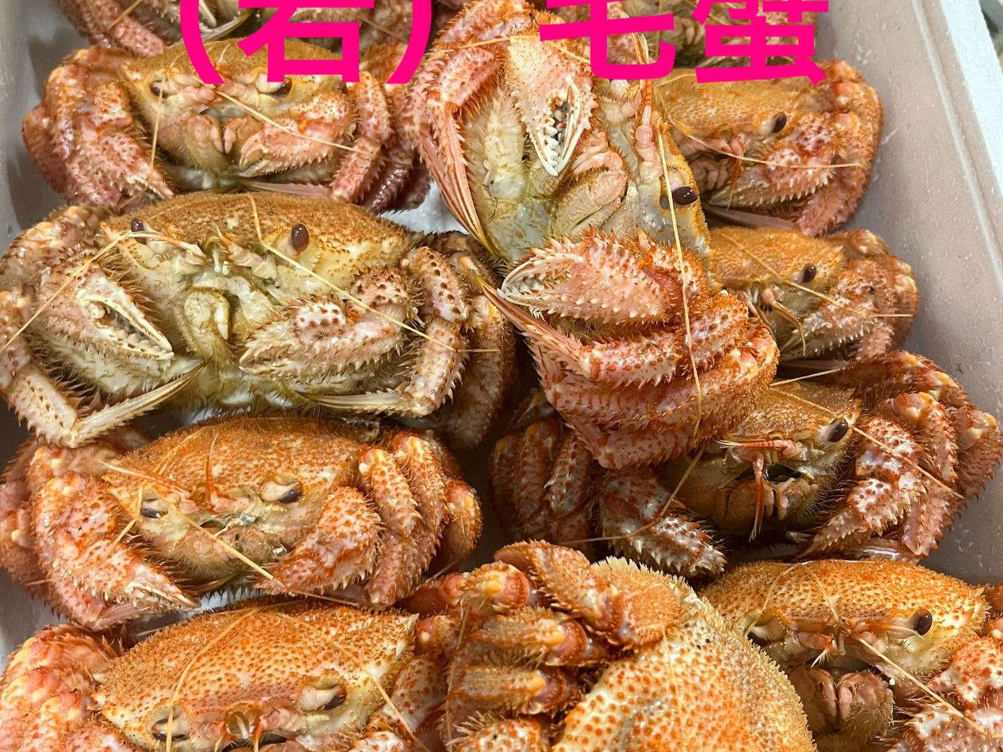今シーズン初物　ボイル　毛蟹　三陸産金華山沖　浜茹でボイル冷凍　堅毛蟹　2kg 今シーズン初物 三陸産金華山沖 浜茹でボイル冷凍 若毛蟹（3〜5