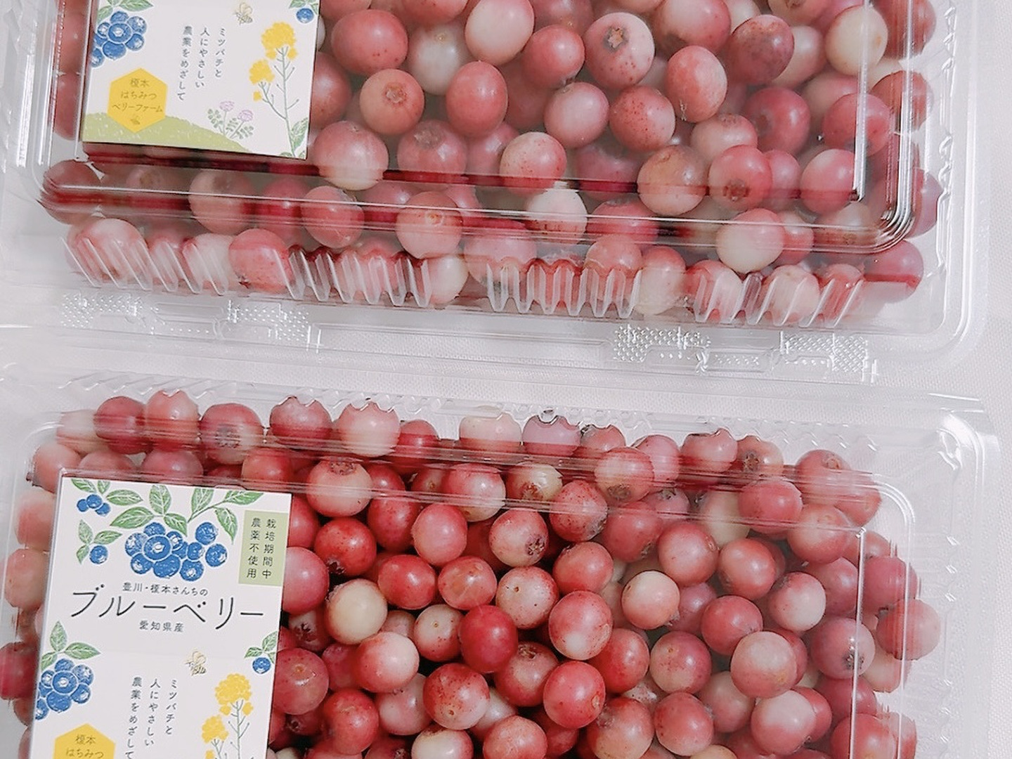☆令和7年 生ブルーベリー☆農薬不使用 3㌔ まちゃみん 予約商品】朝摘みブルーベリー(栽培期間中農薬・化学肥料不使用