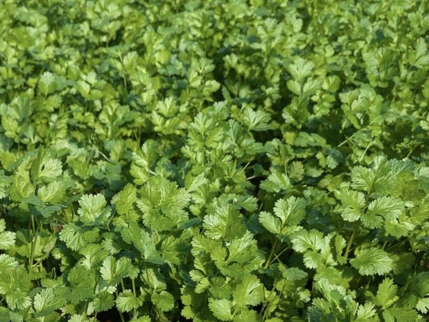 クール便　新鮮　パクチー　2Kg クール便【2kg】通年栽培！！茨城県産NO.1の今朝獲れ新鮮