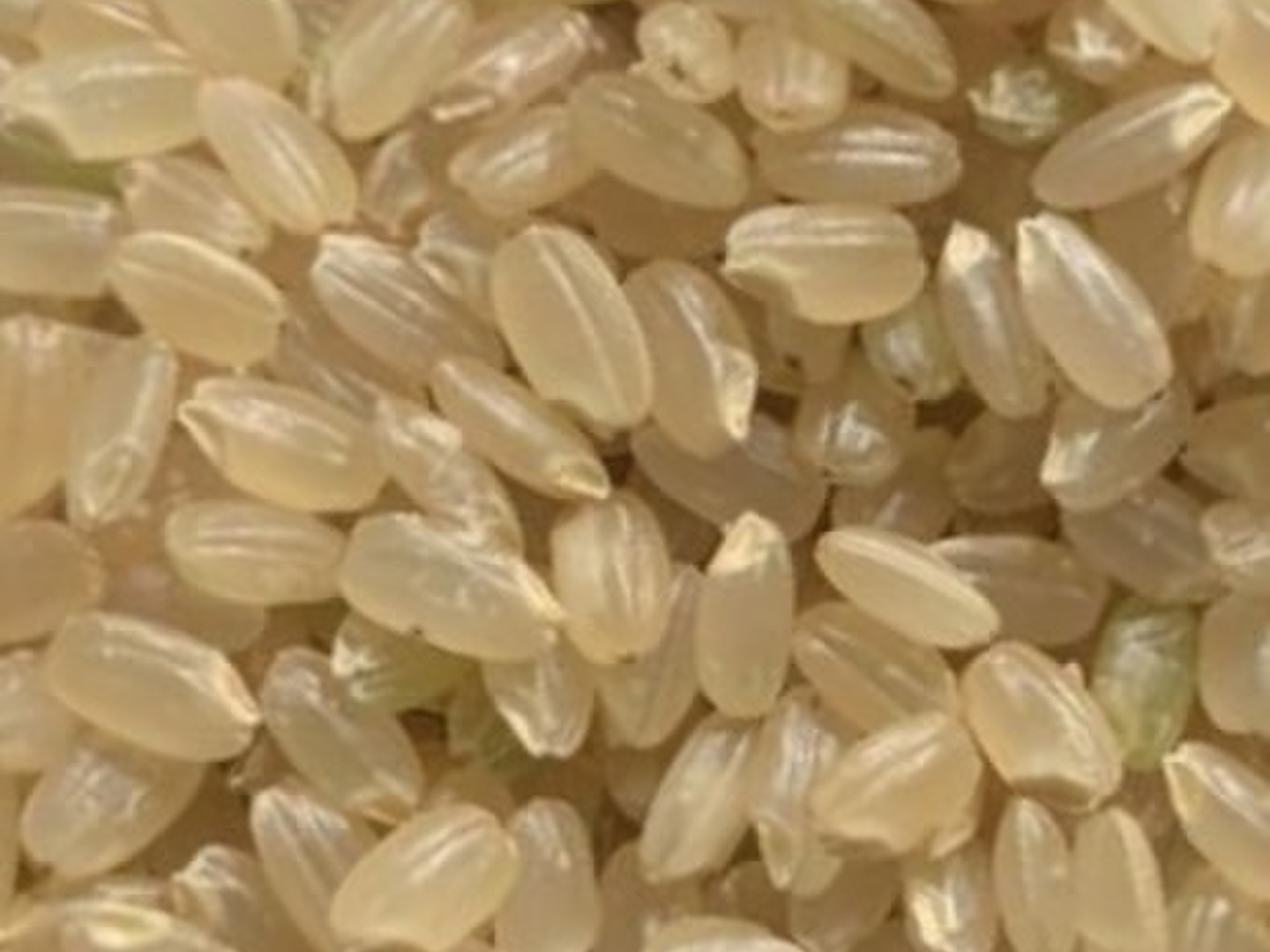☆令和7年度産☆ 新米徳島県産コシヒカリ 30キロ 玄米：徳島県産