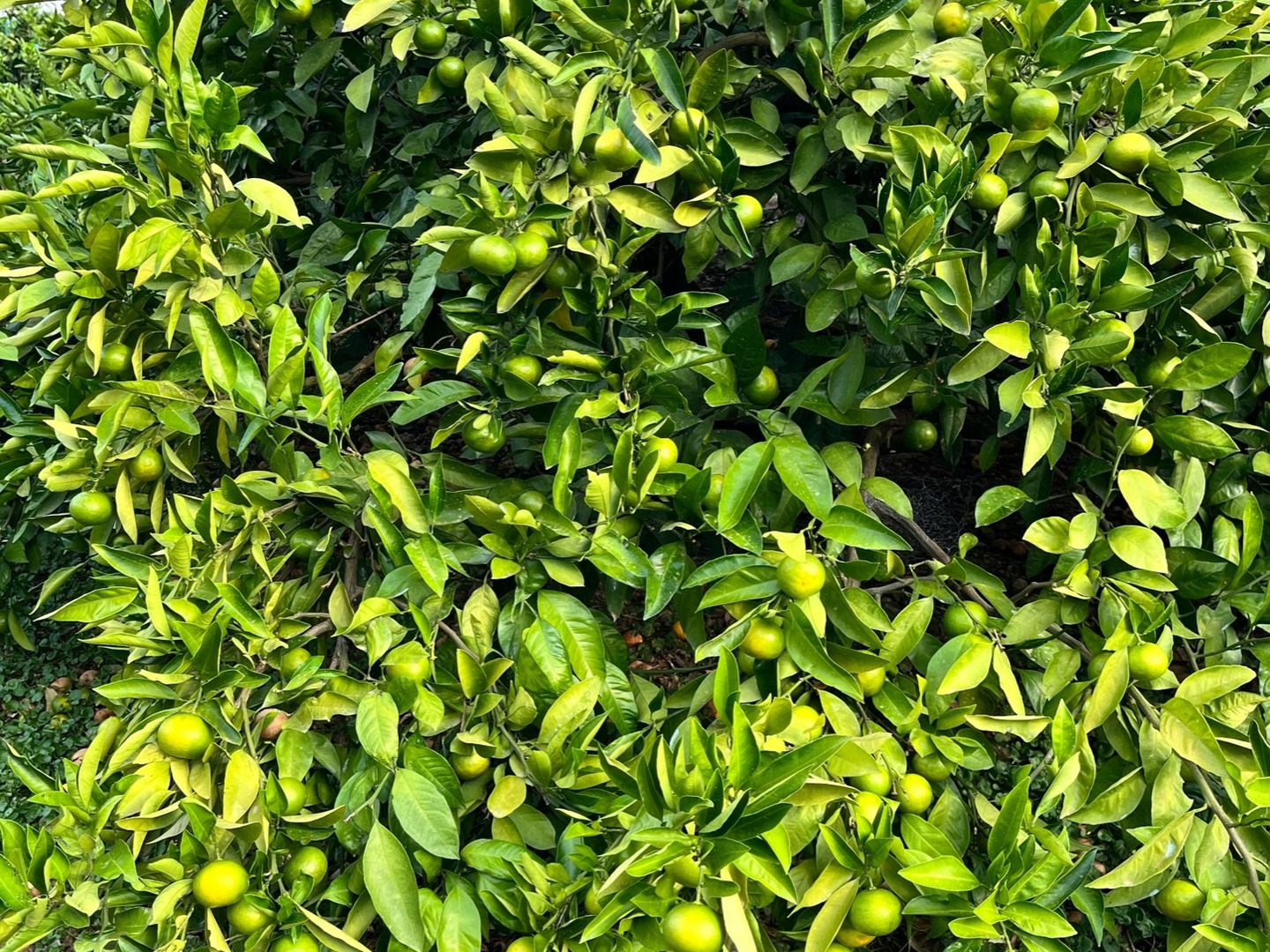 5キロ】節減対象農薬 特別栽培で育てたからだにやさしい 有田