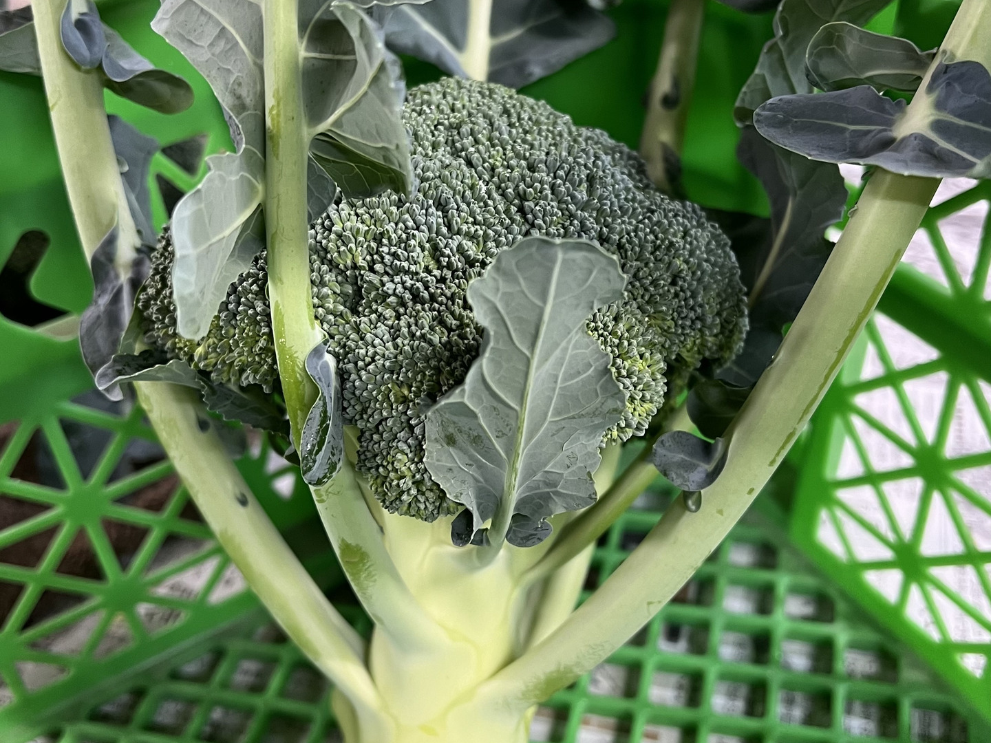 ファッションの 淡路島より旬をお届け】お待たせキャベツレタスブロッコリー 野菜