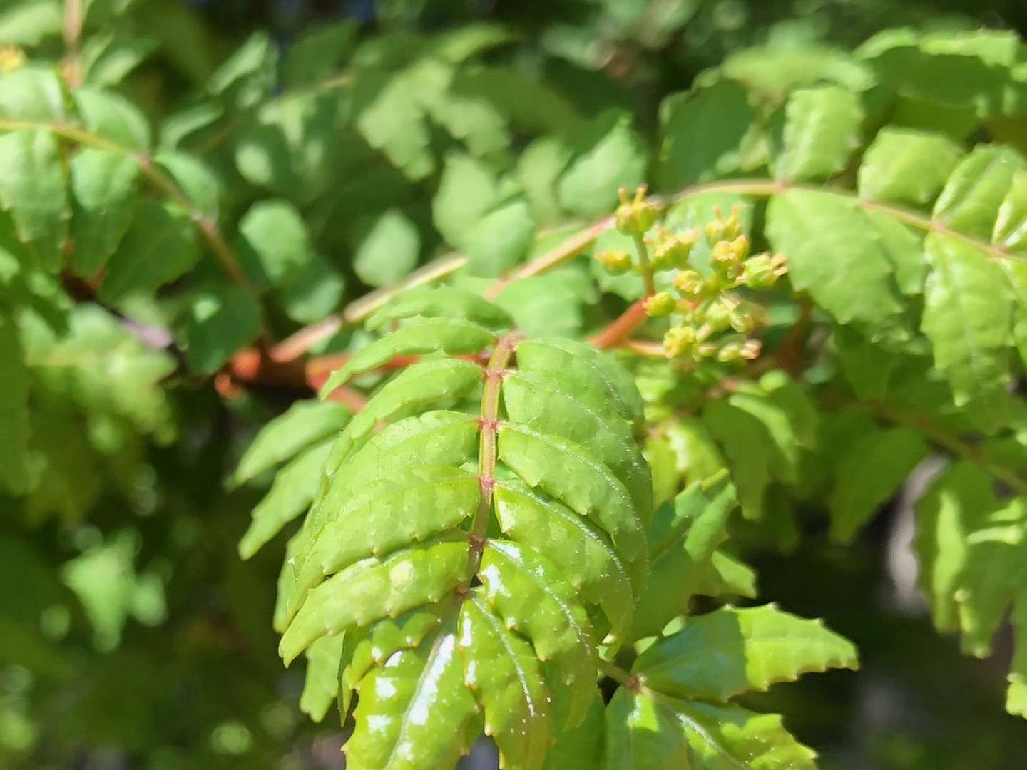 花山椒 100g 【2025年】【直送】【奈良県産】【無農薬
