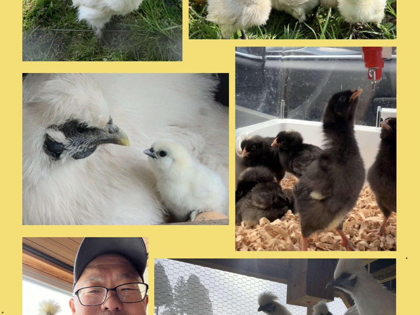 【専用】 らっきょう 30kg 鳥取 に次ぐ生産量95 最高級・特別飼養管理プレミアム烏骨鶏有精卵】（6個×2パック