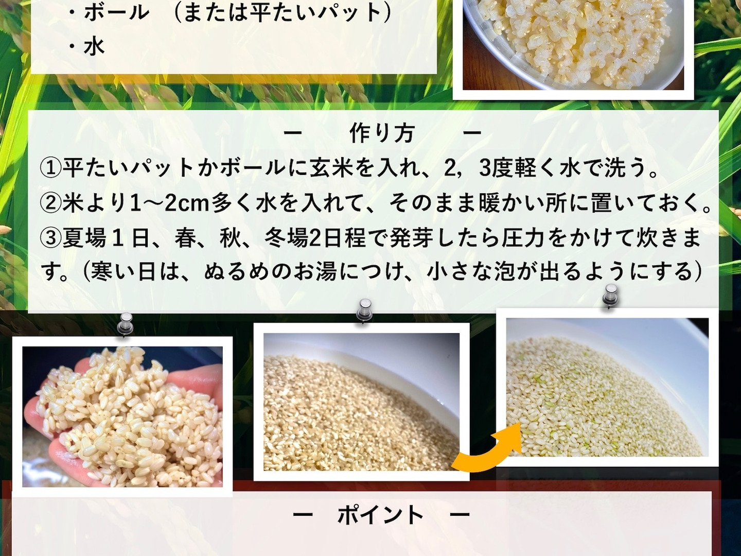 農薬・除草剤・化学肥料不使用 福岡県産「夢つくし」令和8年産 玄米
