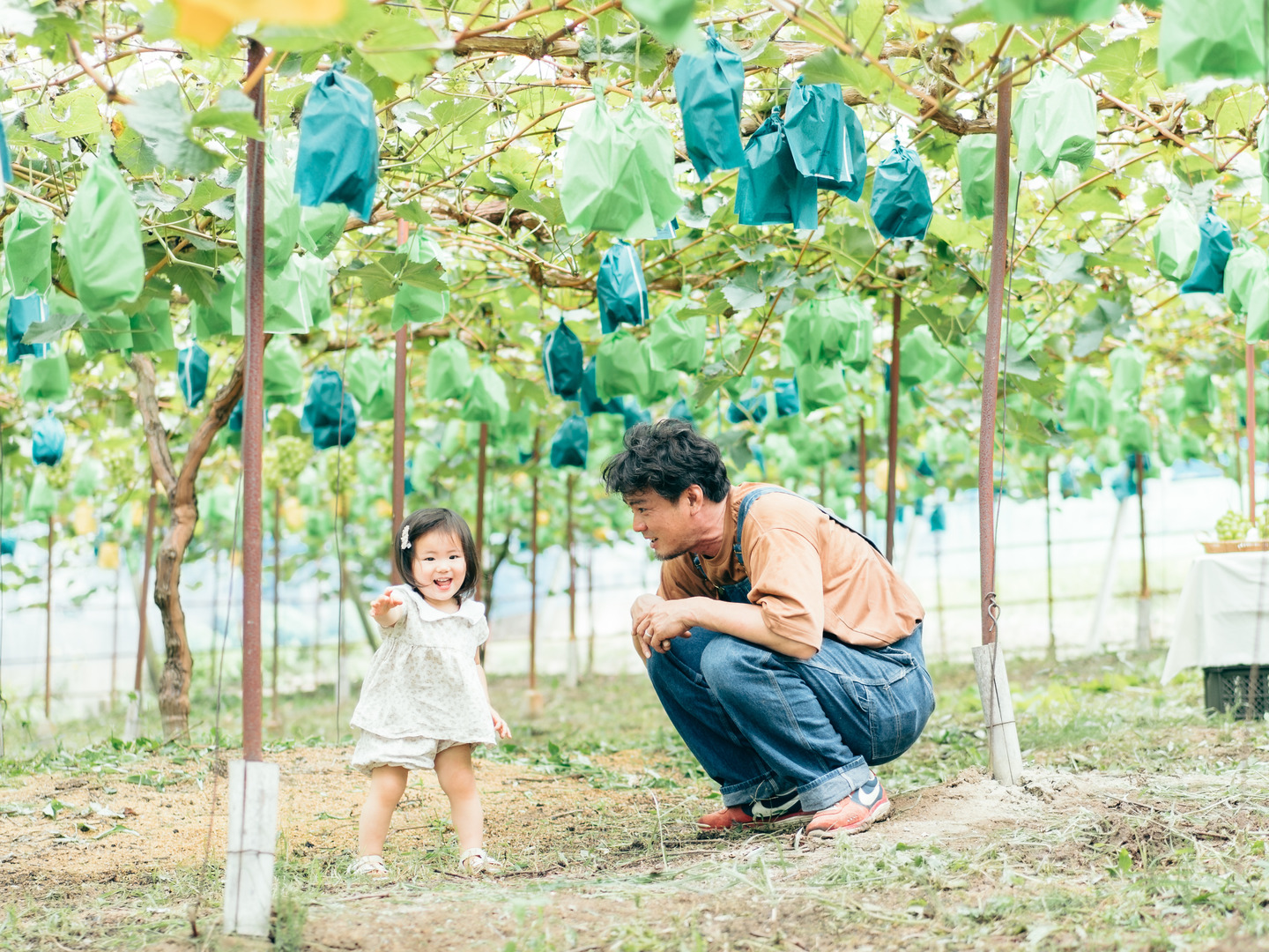 夏ギフト】全国ぶどう選手権🏆入賞農家が作る🍇朝採り極甘！濃厚