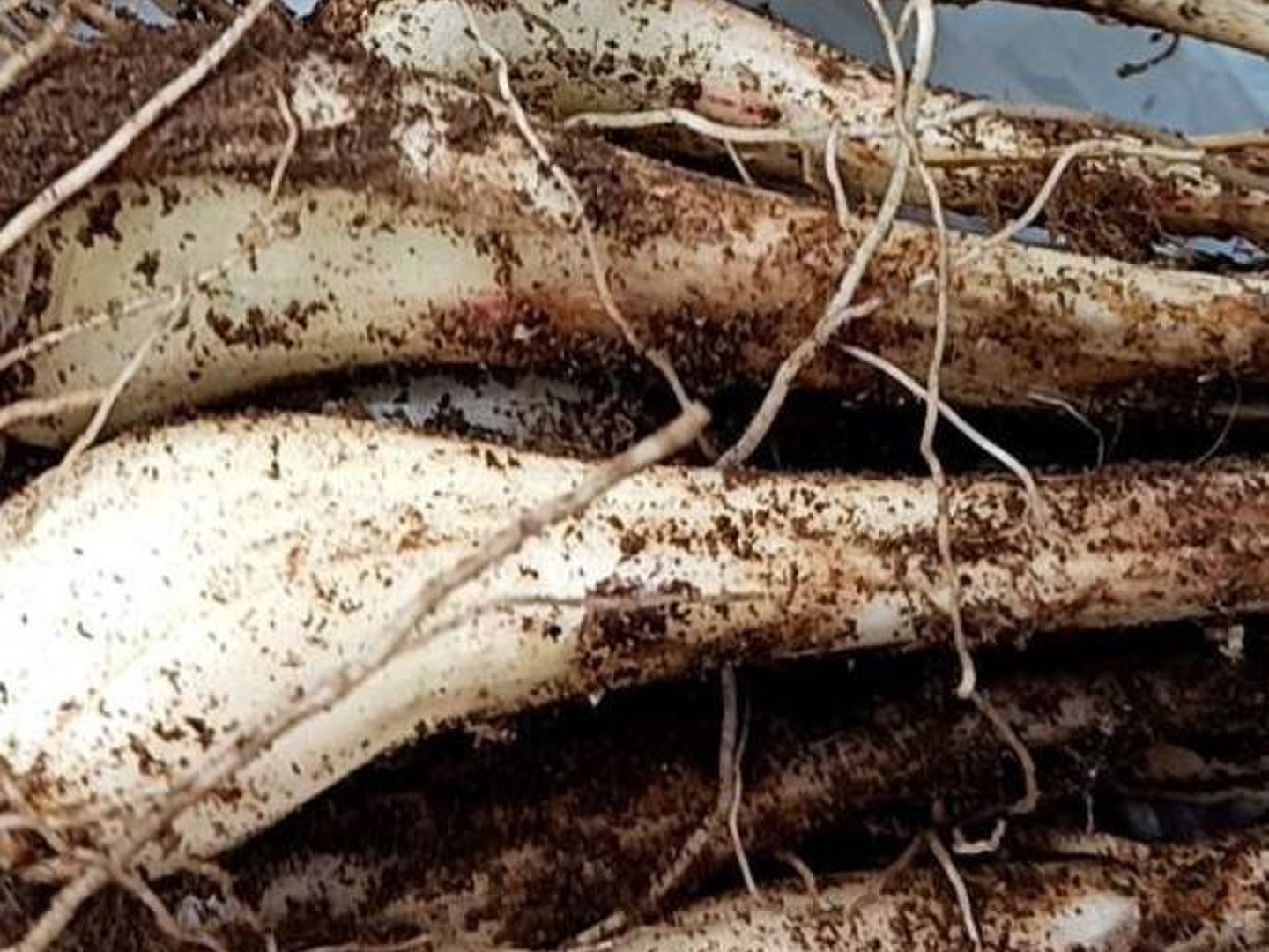 鹿児島県産 新鮮 らっきょう 10kg 鳥取 に次ぐ生産量116 生産量日本一 旬の「鳥取県産らっきょう」を味わう特別メニュー